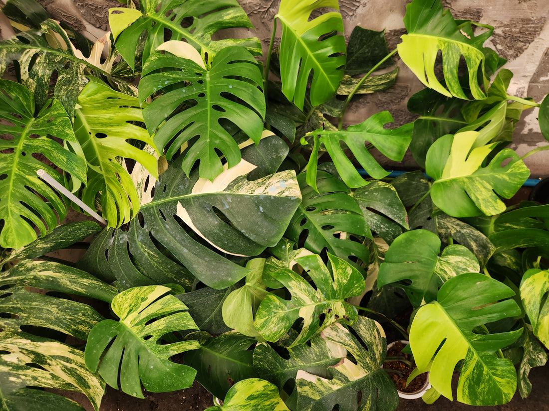Wholesale Monstera Aurea bulk photo