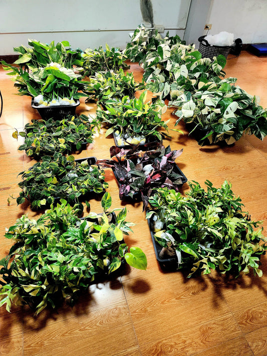 Wholesale aroids thailand nursery shipping to America