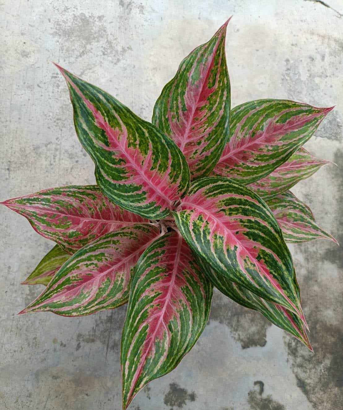 Close-up of Aglaonema Mahanakhon with vibrant green and pink leaves, showcasing its striking foliage and intricate leaf patterns.