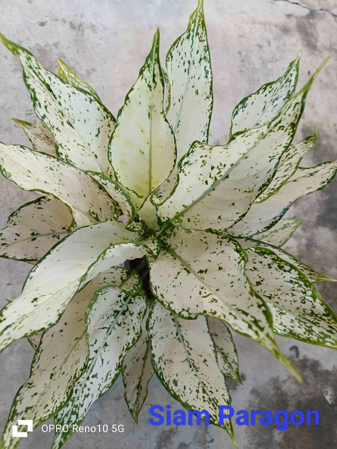 Close-up of Aglaonema Siam Paragon with green and white leaves, showcasing its vibrant, easy-care foliage.