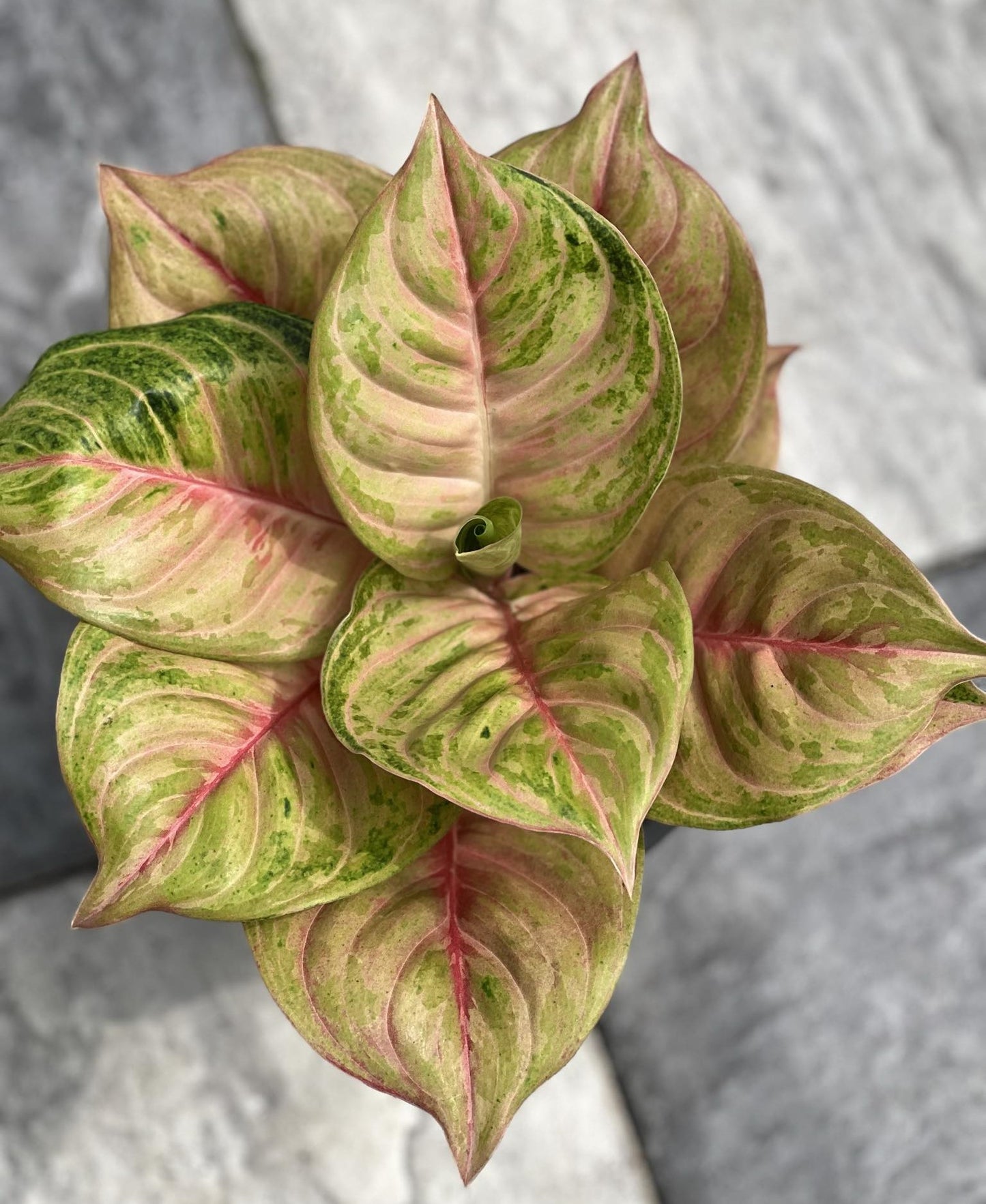 Close-up of Aglaonema Susan Mutation, showcasing its distinctive green and pink foliage with intricate leaf patterns.