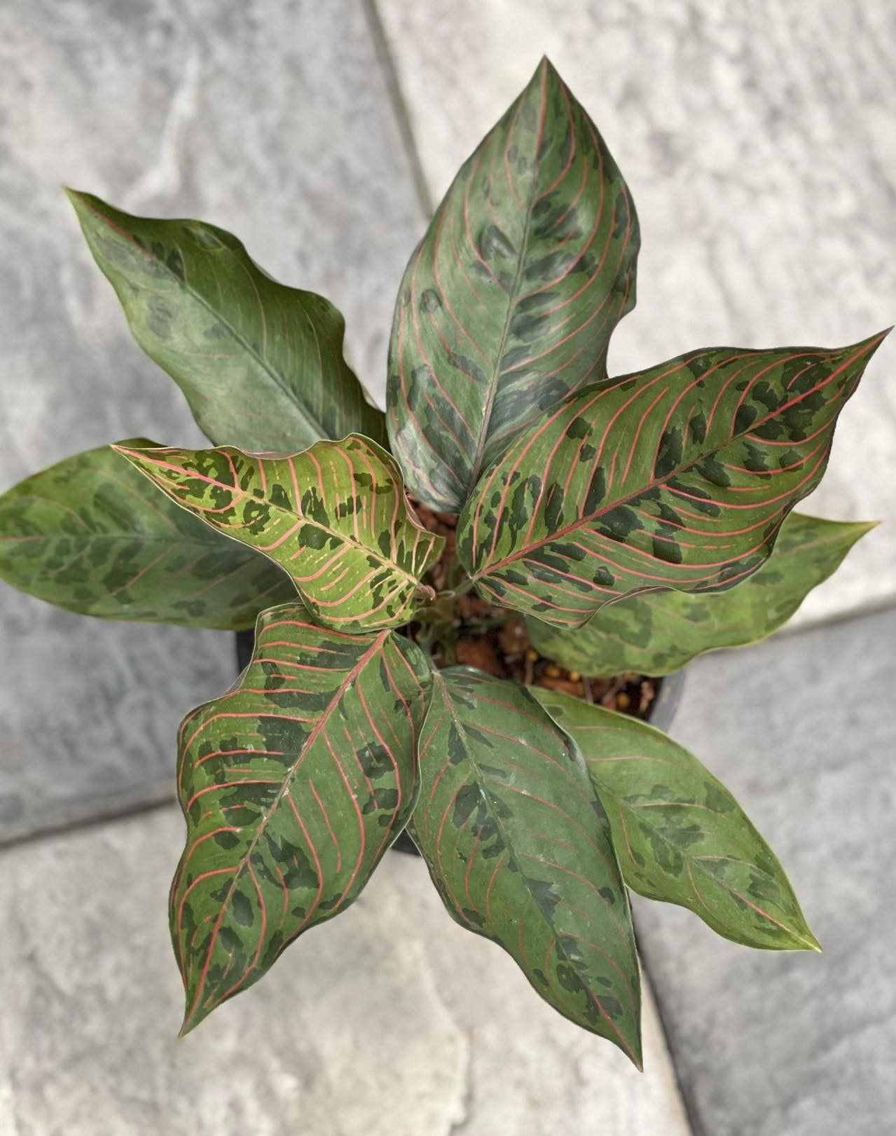 aglaonema green army Aglaonema Army – TerraFlora Global