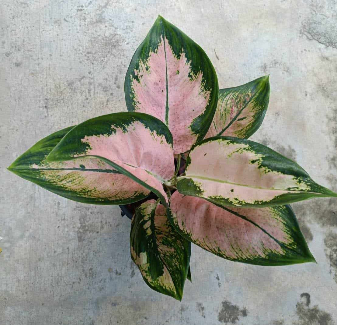 Close-up of Aglaonema Neon plant with vibrant green and pink leaves, showcasing its distinctive foliage patterns, ideal for low to moderate light indoor settings.