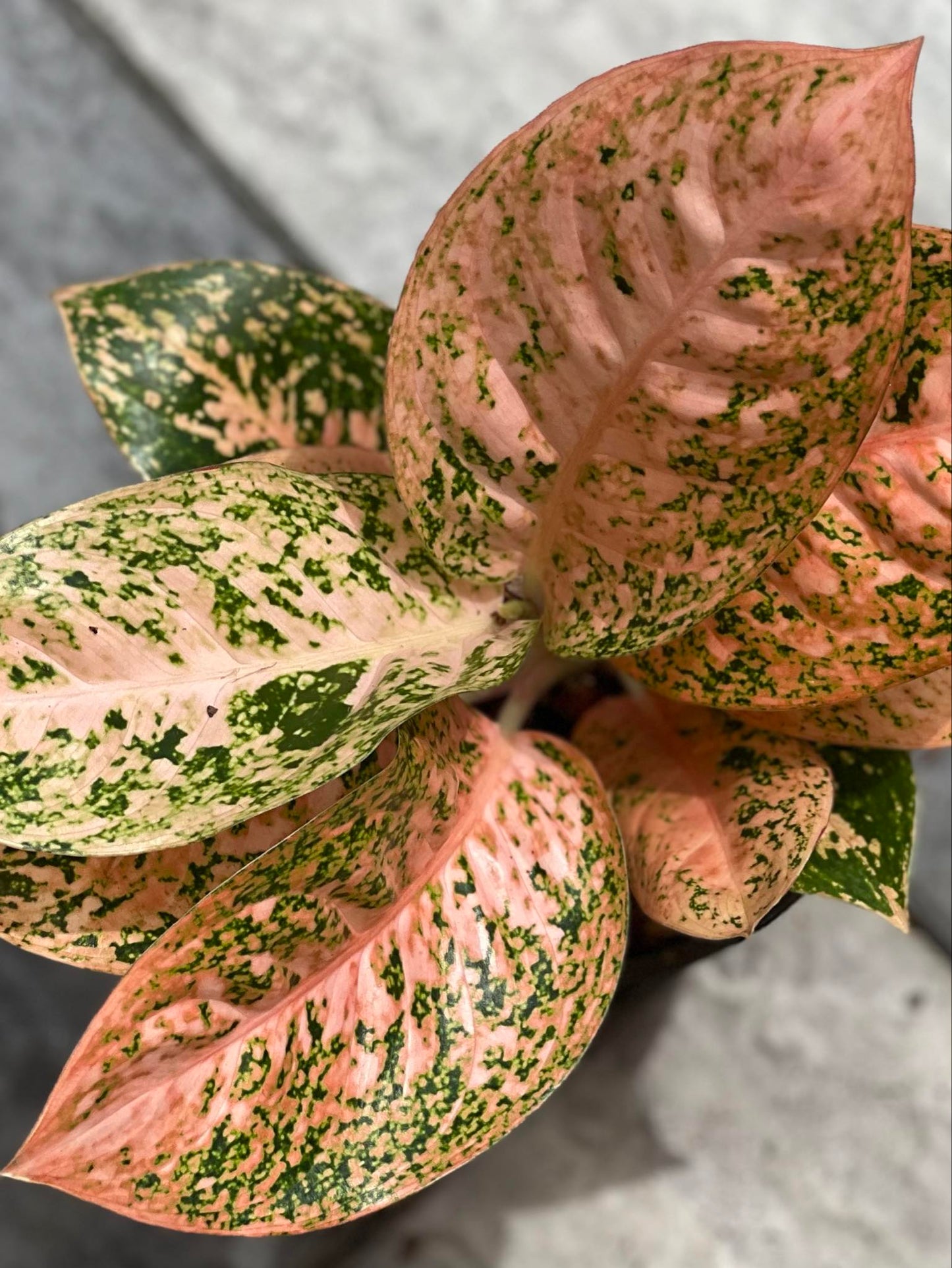 Close-up of Aglaonema Orange Stardust's vibrant leaf, showcasing its intricate patterns and lush foliage. Ideal for low to moderate light indoor settings.