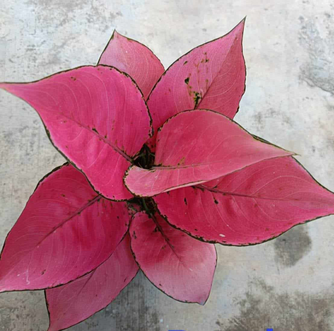 Close-up of Aglaonema Punchy with vibrant pink leaves and black specks, showcasing its lush, detailed foliage on a concrete surface.