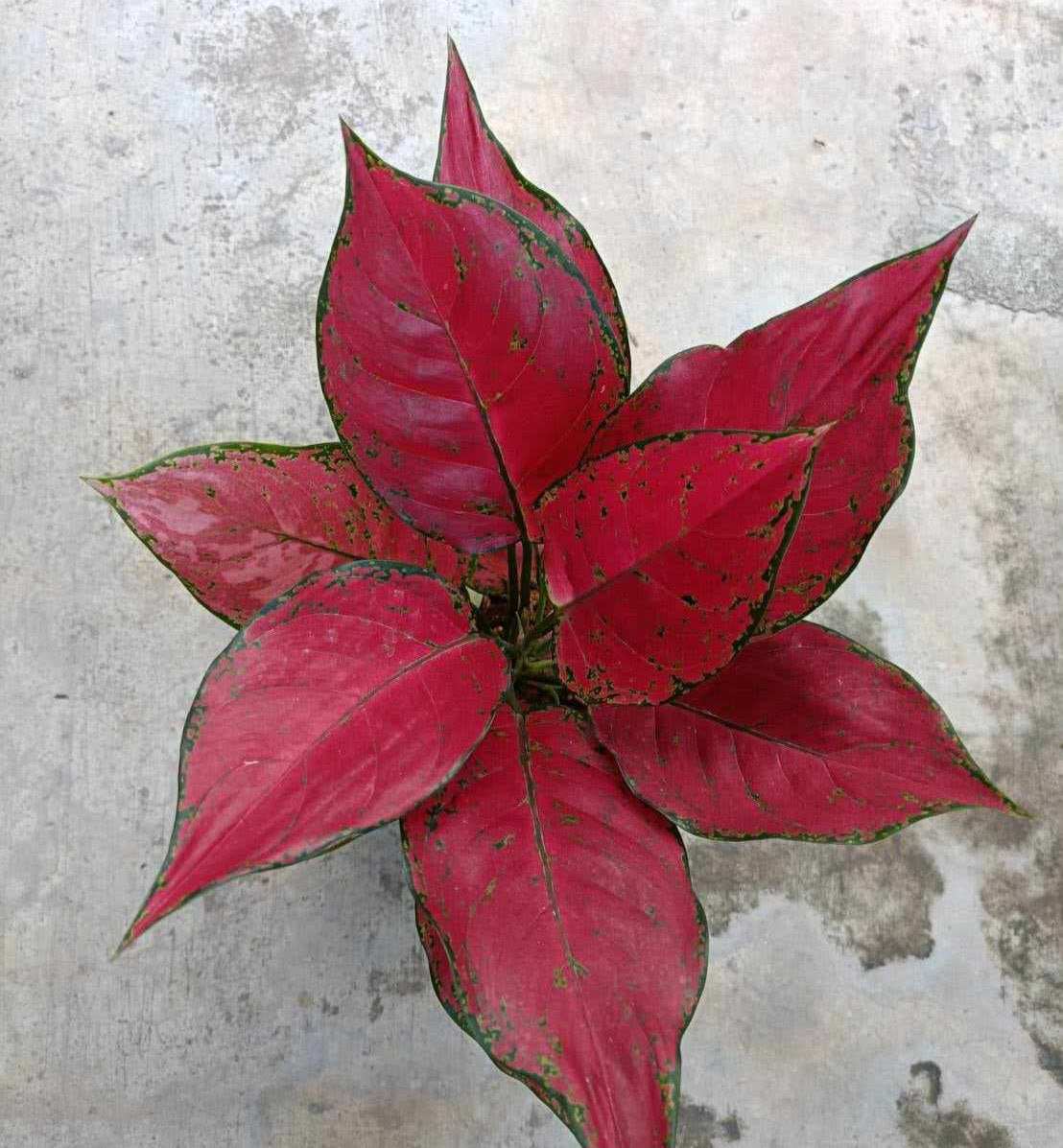 Aglaonema Red King plant with vibrant foliage, showcasing close-up details of its striking leaf patterns, ideal for indoor low to moderate light conditions.