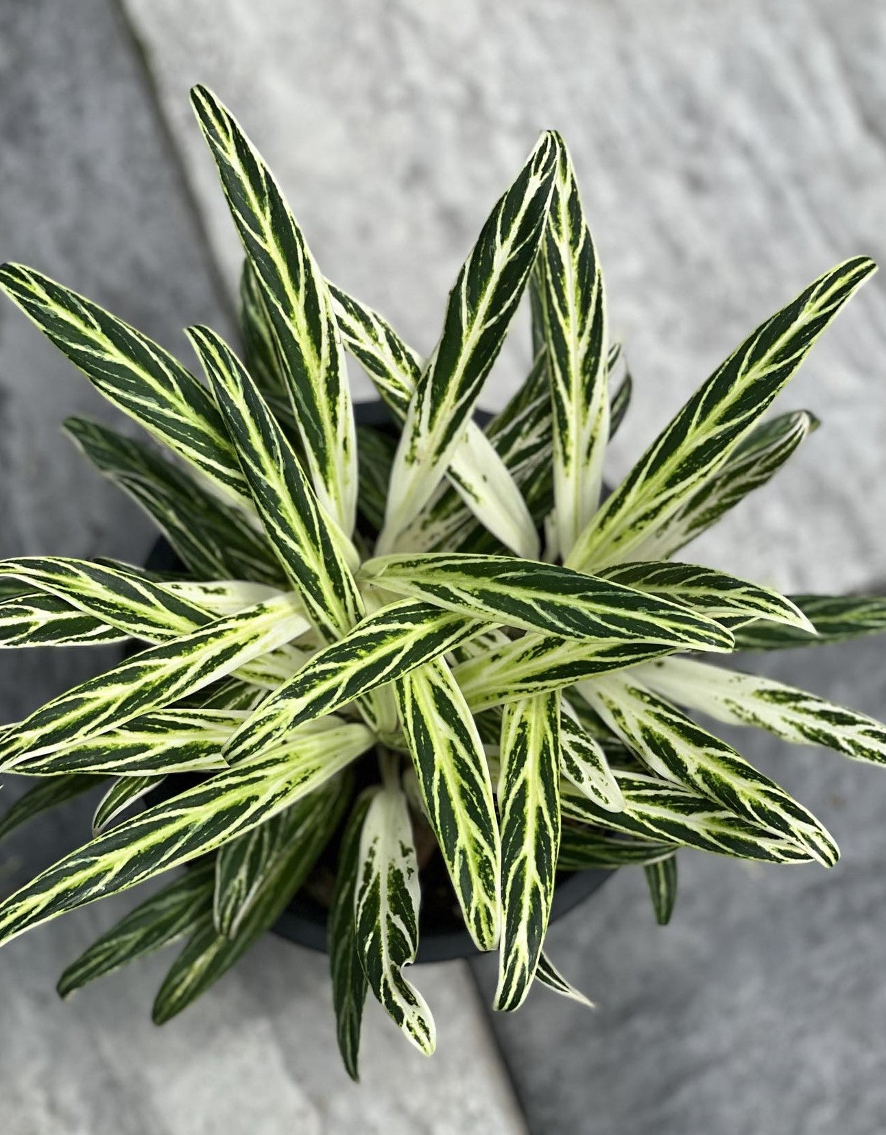 Close-up of Aglaonema Rice Leaf with vibrant, patterned foliage, ideal for low light indoor settings, requiring minimal care.