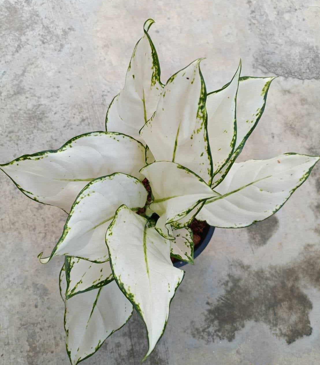 Alt text: Aglaonema Super White in a pot with vibrant, patterned leaves, ideal for indoor spaces and requiring minimal care.