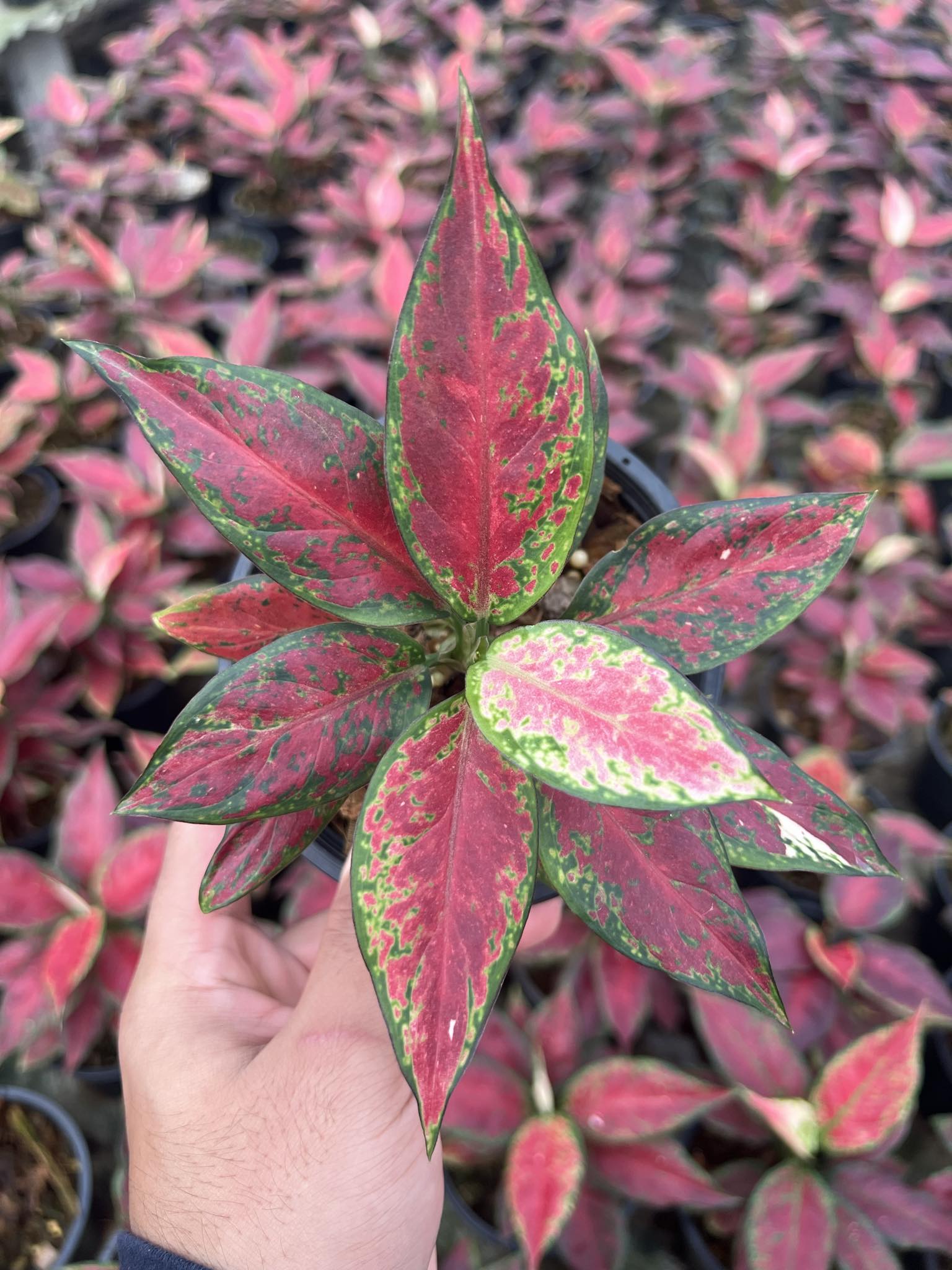 aglaonema black lipstick Aglaonema Black Anyamanee – TerraFlora Global