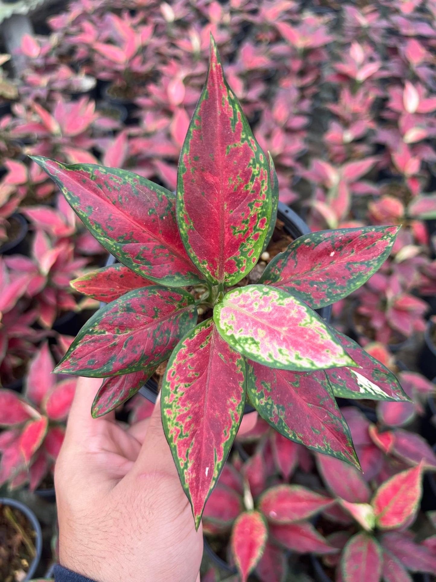 A hand holds an Aglaonema Black Anyamanee plant, showcasing its distinctive variegated leaves in a close-up view.