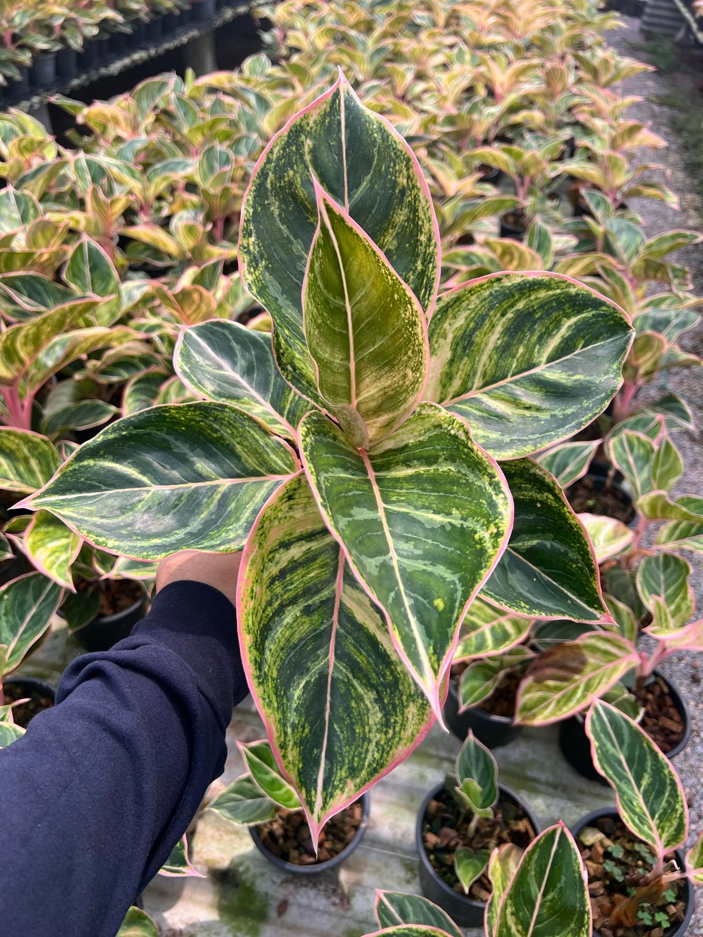 Hand holding an Aglaonema Primripie, showcasing its variegated green and pink leaves, popular among rare, decorative aroids.