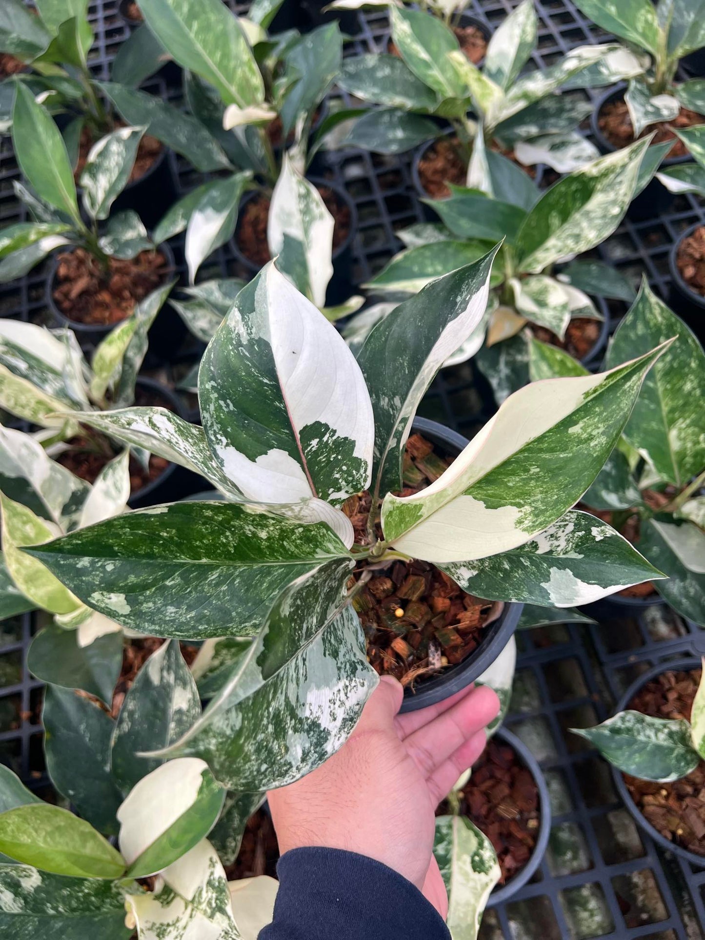 Hand holding a potted Aglaonema Siam Jade plant, showcasing its lush foliage, part of a rare variegated aroid collection.
