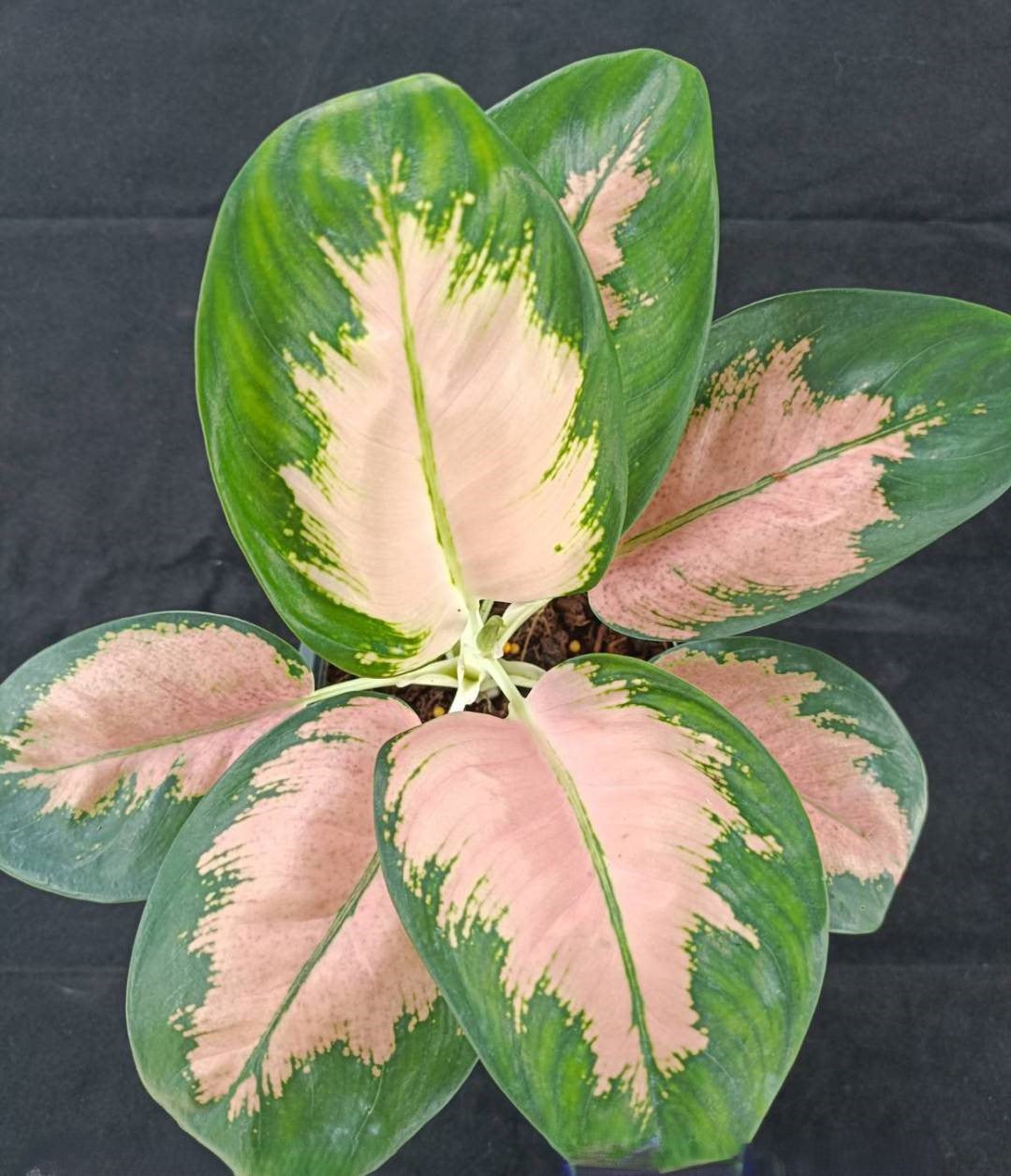 Close-up of Aglaonema Neon showcasing its vibrant, variegated leaves, part of a rare plant selection including Monstera and Philodendron.