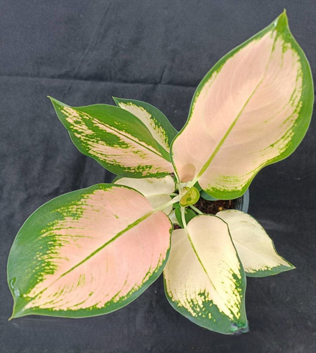 red cochin aglaonema Aglaonema Peach Cochin – TerraFlora Global