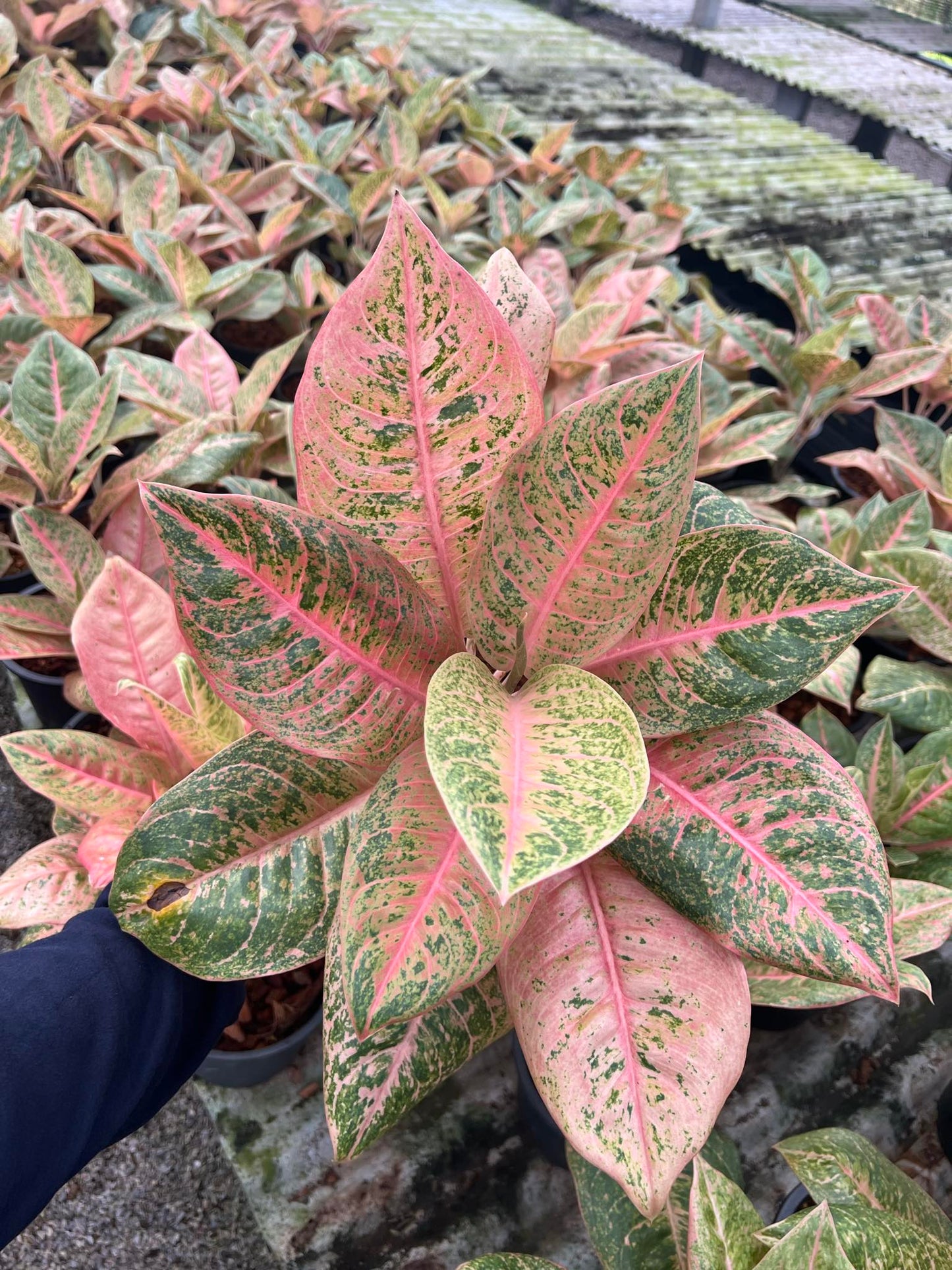 Aglaonema Harley Queen with distinct pink and green variegated leaves in a pot, showcasing the plant's striking foliage pattern. Perfect for indoor plant enthusiasts.