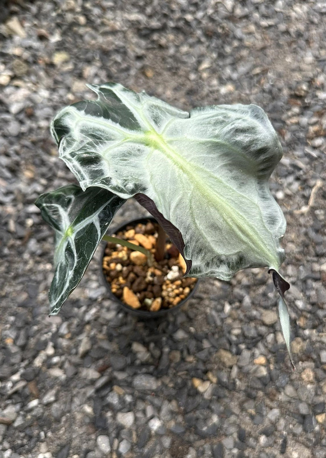 Close-up of Alocasia Venom plant showcasing its large, dramatic leaf. Ideal for indoor environments, thriving in bright, indirect light and high humidity.