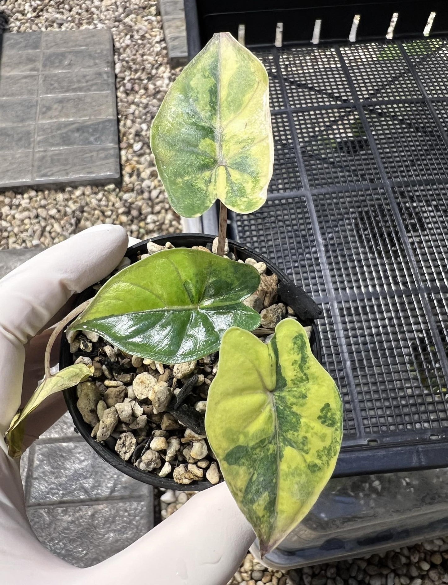 A hand holding an Alocasia Yucutan Princess Aurea Variegated potted plant with large, striking leaves.