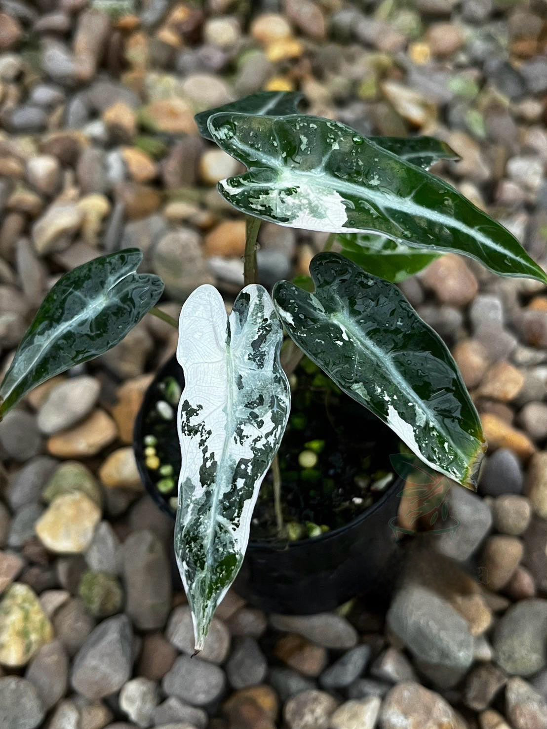 Alocasia Bambino Albo in a pot with large, dramatic leaves.