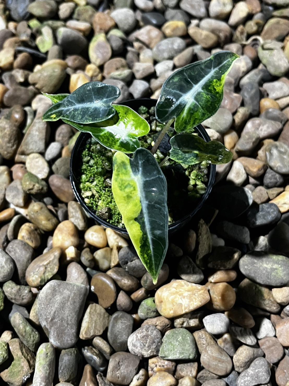 Alocasia Bambino Aurea plant in a pot, placed on rocks, showcasing its large, dramatic leaves. Perfect for adding a sophisticated touch to indoor spaces.
