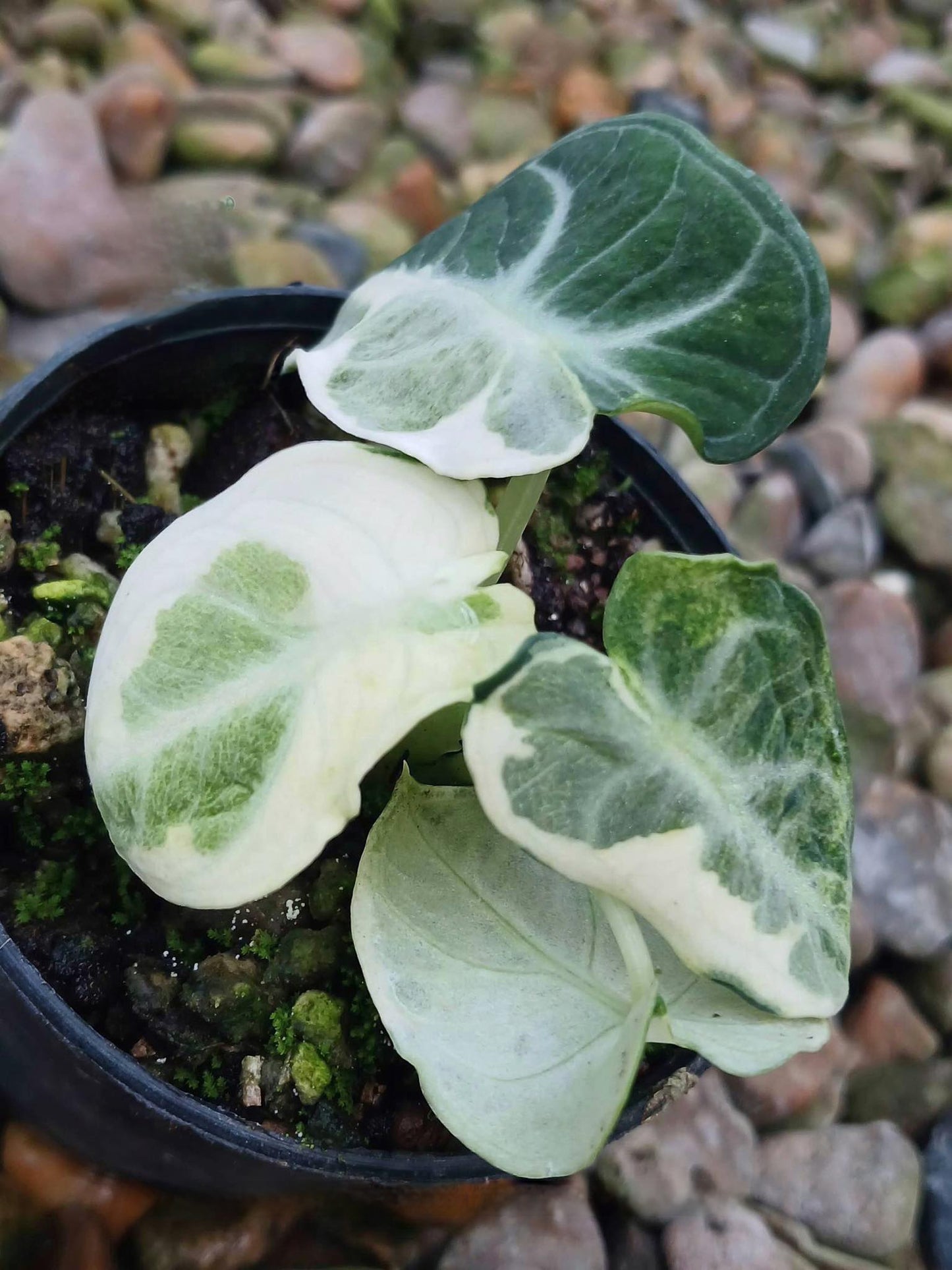 Alocasia Black Velvet Ninja in a pot, showcasing its large, dramatic leaves. Ideal for bright, indirect light and high humidity indoor settings.