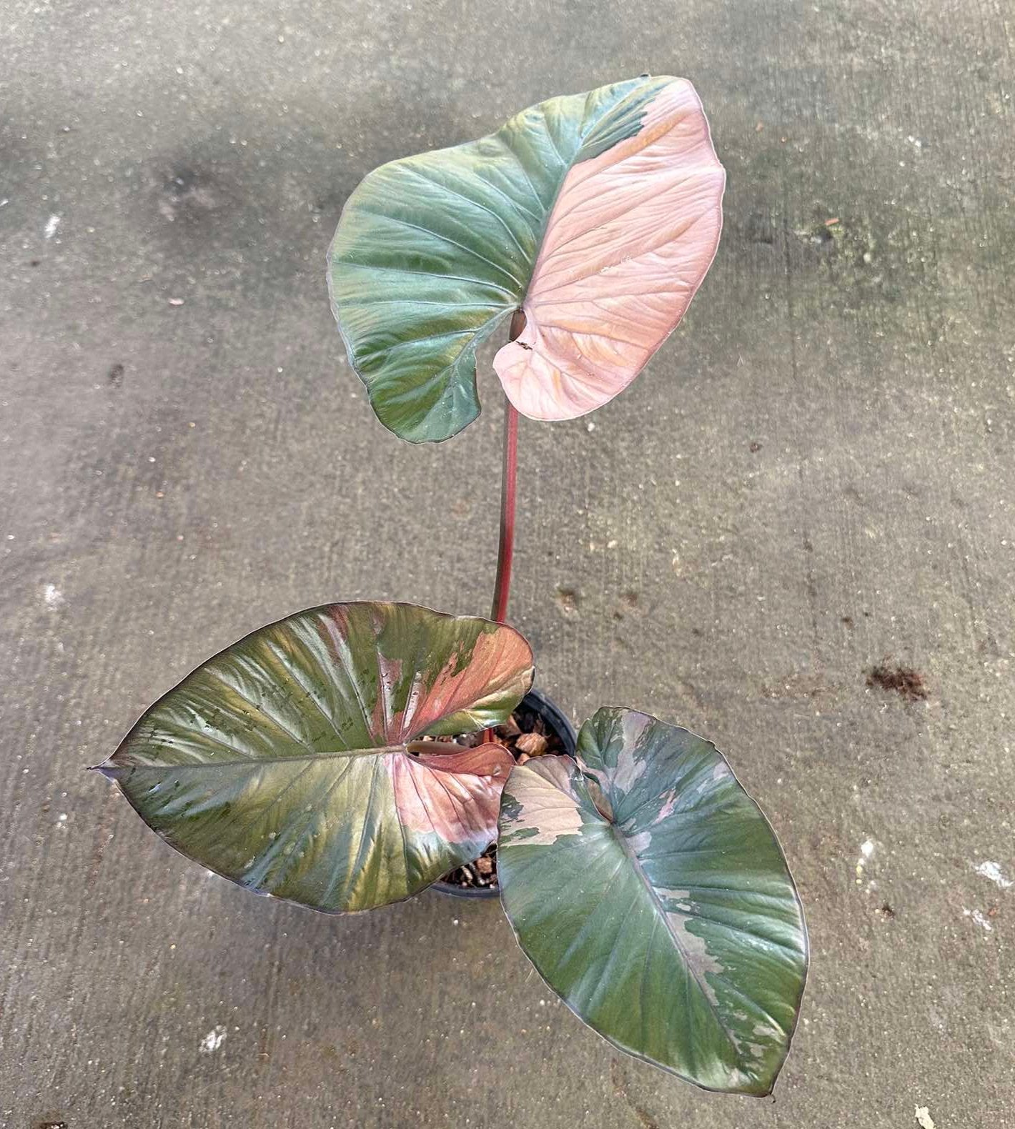Alocasia Serendipity Variegated with distinct pink and green leaves, showcasing close-up details of its unique variegation.