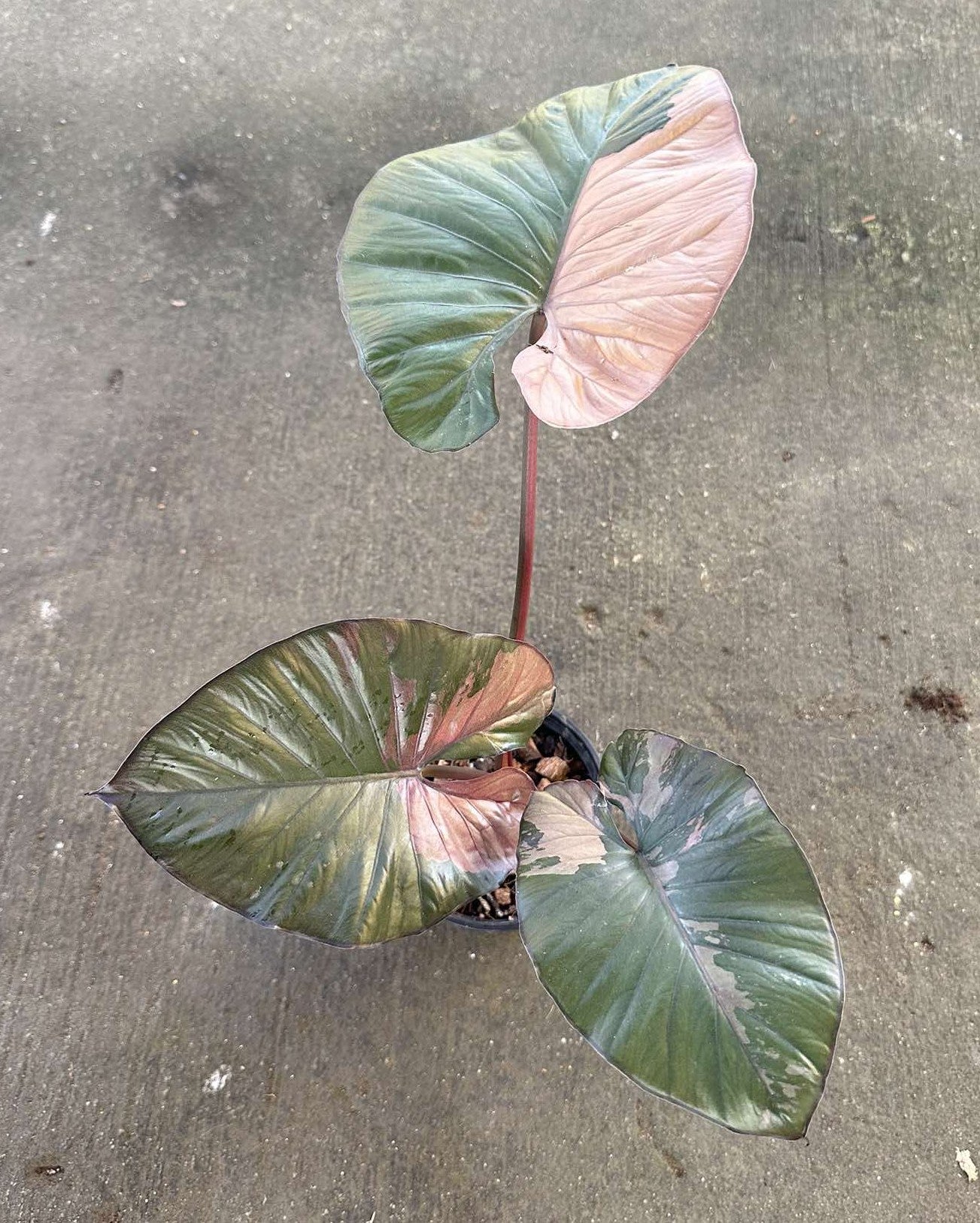 alocasia philodendron Alocasia Serendipity Pink Variegated – TerraFlora Global