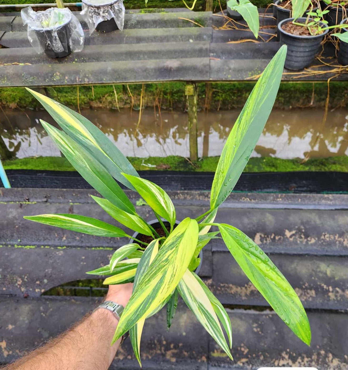A person holding an Epipremnum Amplissimum Variegated plant in a pot, showcasing its fenestrated leaves and climbing aerial roots.