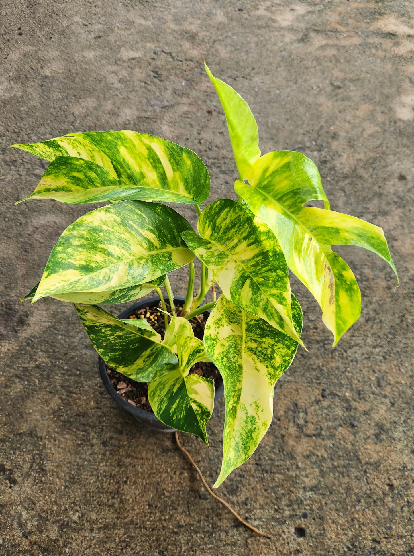 Epipremnum Yellow Flame in a pot, showcasing its distinctive fenestrated leaves. Ideal for novice gardeners, this plant thrives with climbing support.
