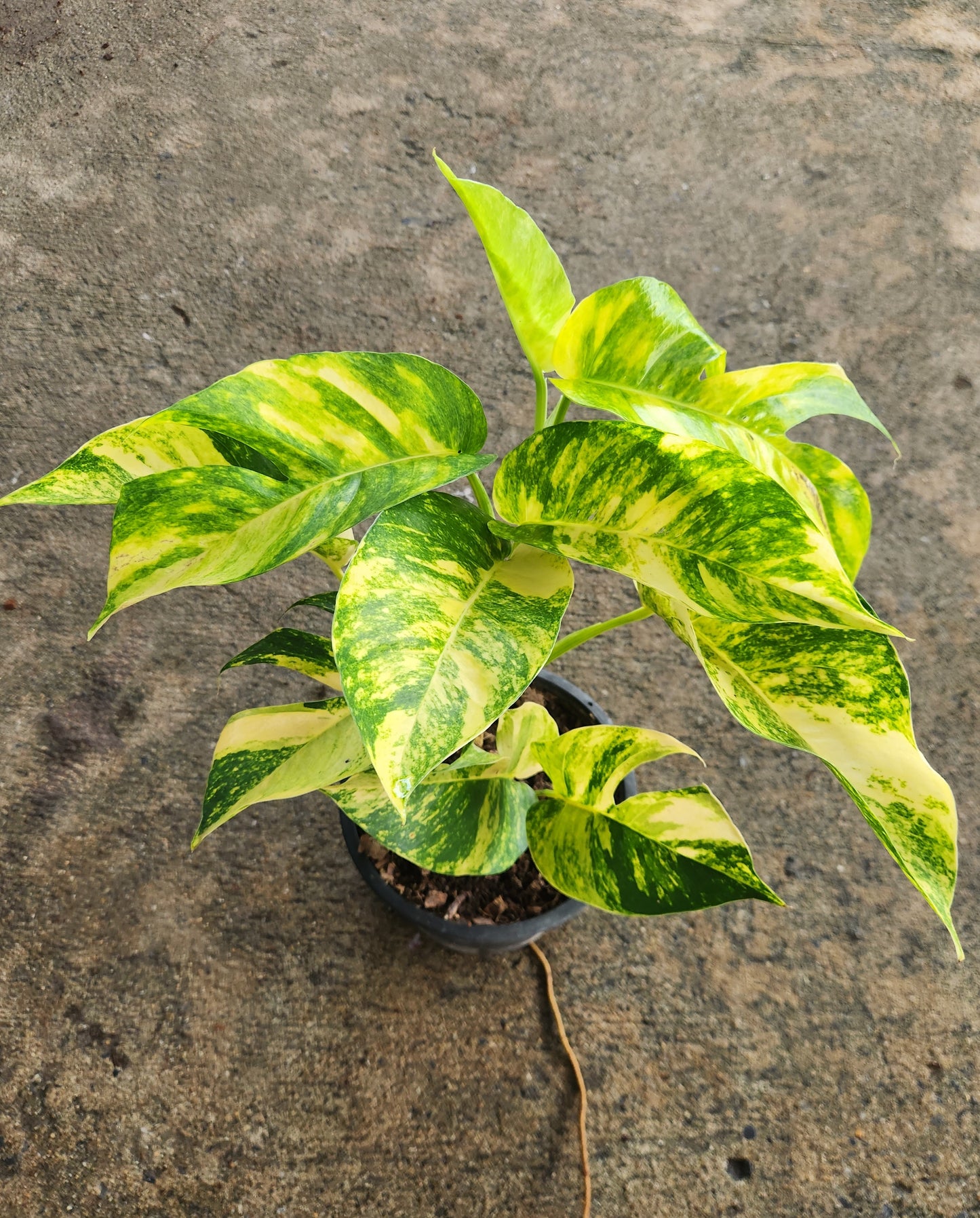 Epipremnum Yellow Flame in a pot, showcasing its vibrant, fenestrated leaves ideal for climbing and easy care, perfect for novice gardeners.