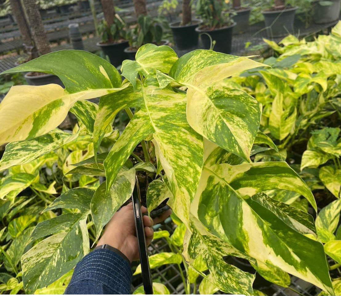Hand holding an Epipremnum Yellow Flame plant with vibrant, fenestrated leaves, ideal for novice gardeners.