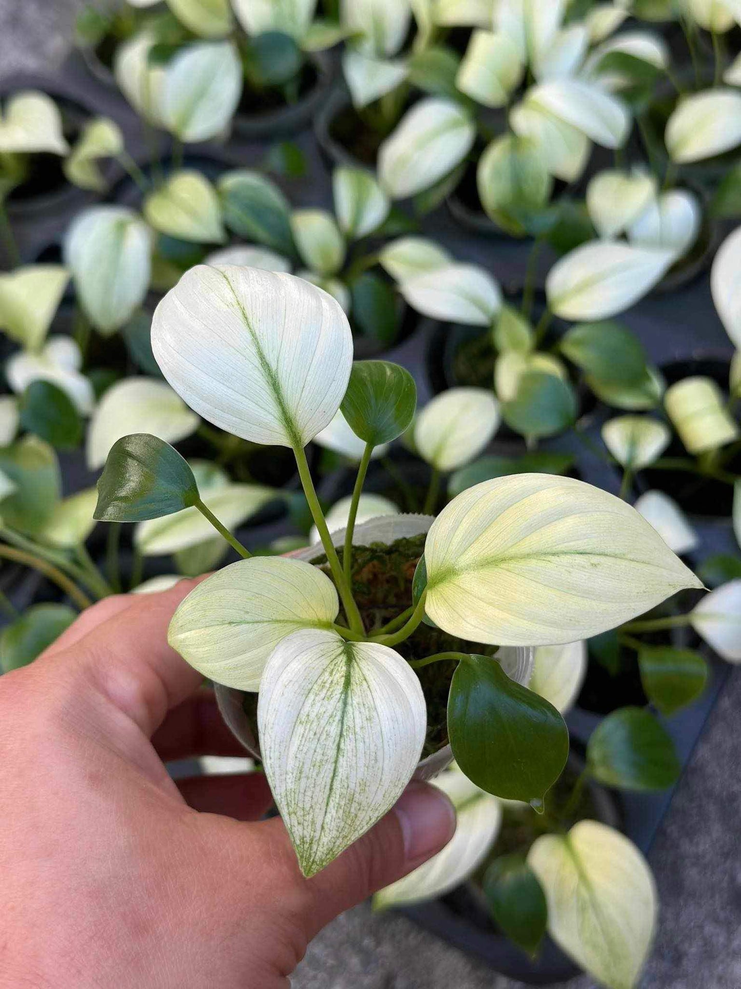 A hand holding a potted Homalomena Mint Rubescens plant with visible green leaves.