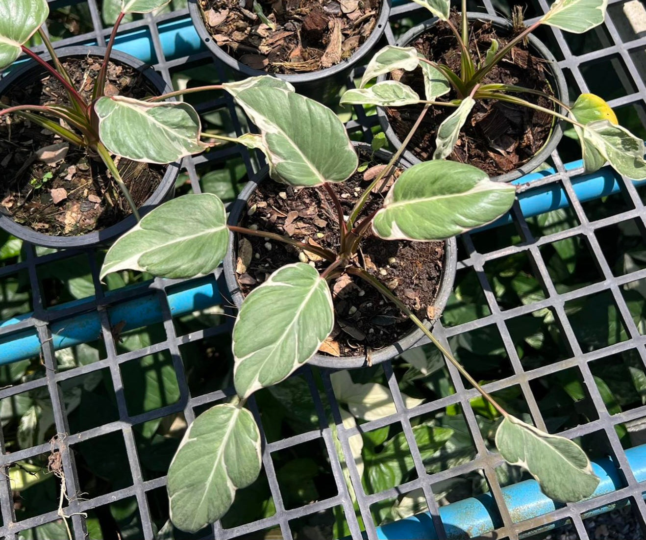 Homalomena Pink Splash Mutation potted plant on a metal surface, featuring close-up views of its distinctive leaves.