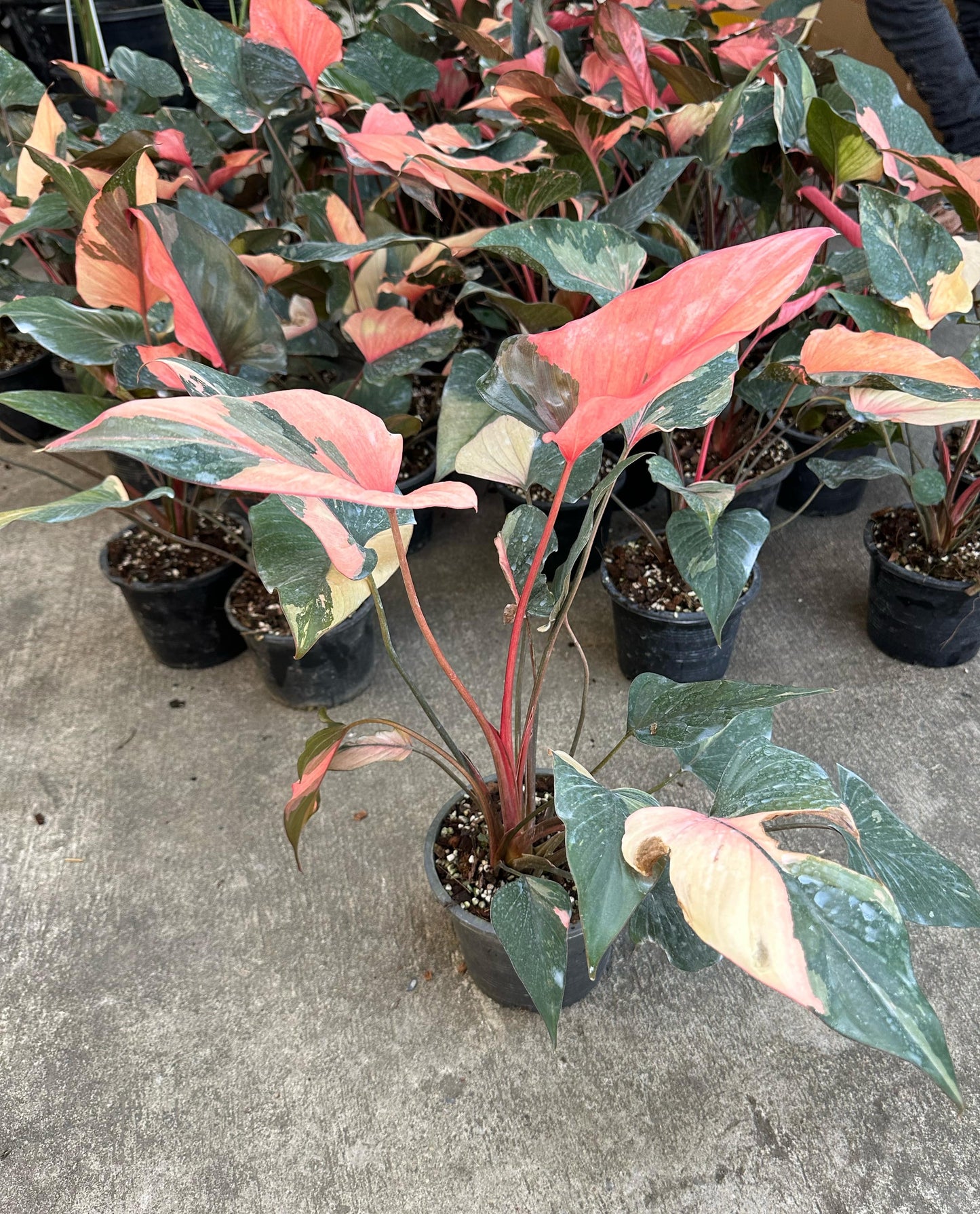 Homalomena Pink Diamond