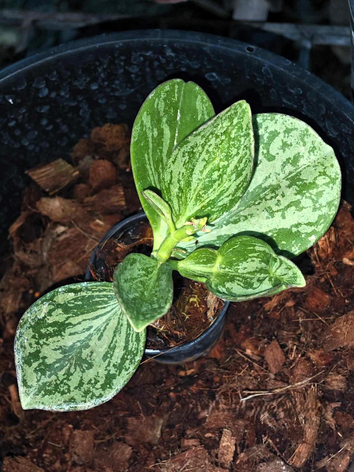Hoya Subquintuplinervis (Pachcylada) Splash in a pot, showcasing its lush green leaves.