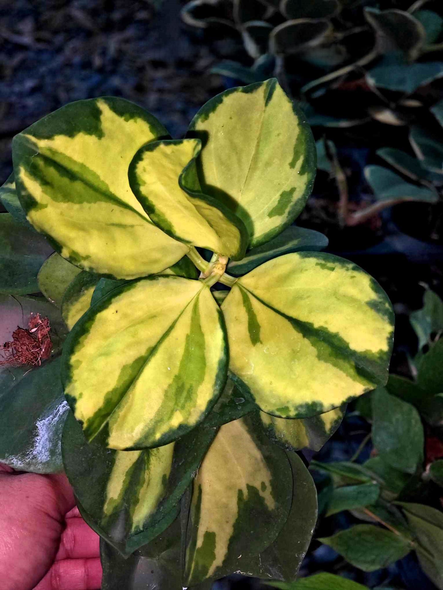 Close-up of a Hoya Subquintuplinervis (Pachyclada) Variegated plant, showcasing its detailed leaves.