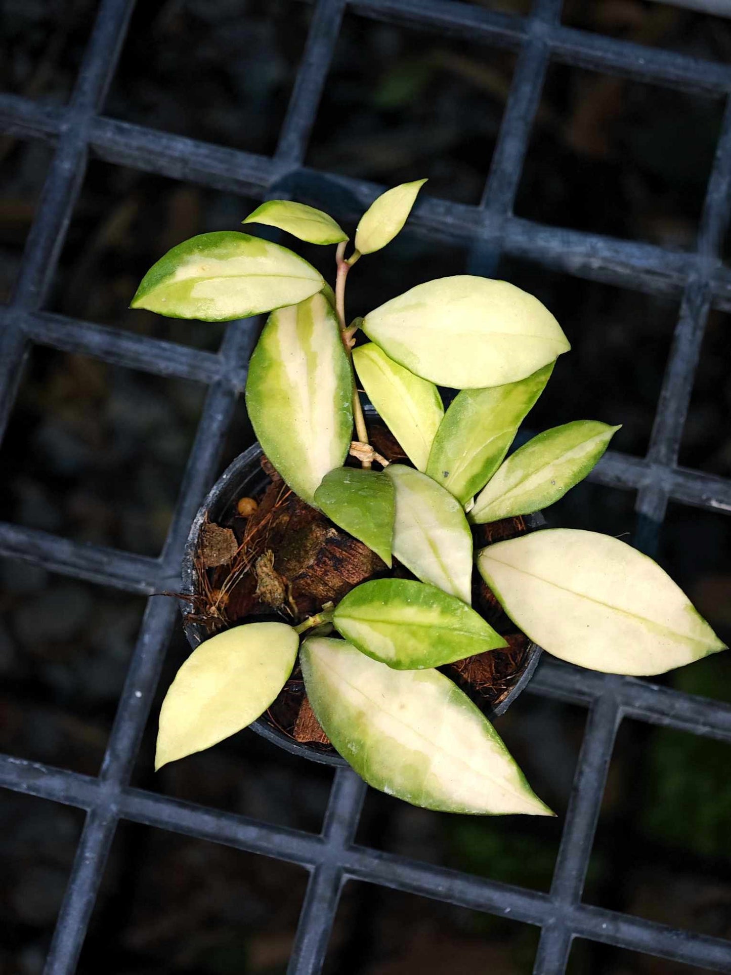 Hoya Walliniana Variegated, a plant in a pot, showcasing close-up details of its green leaves and fruit.