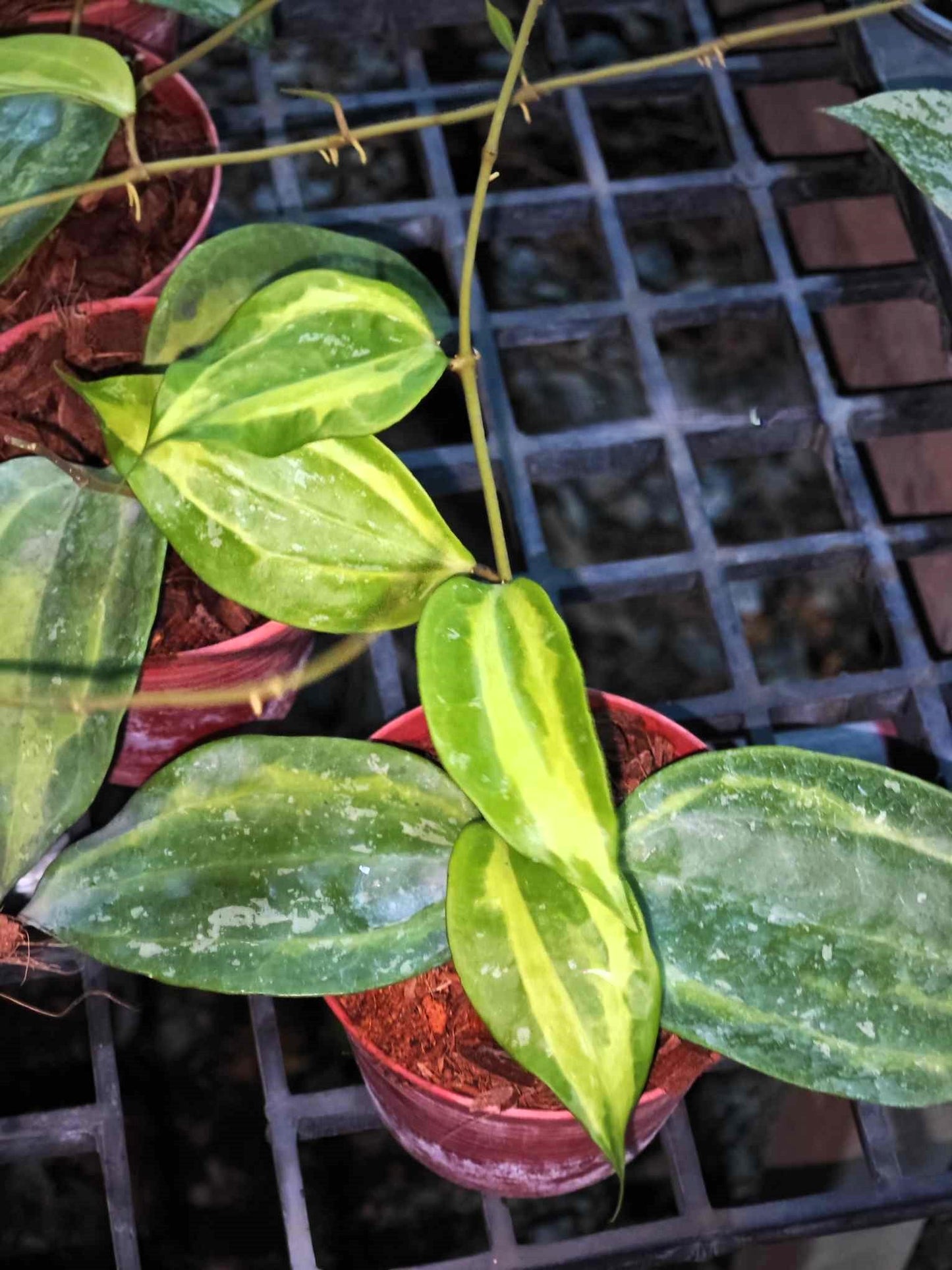 Hoya Baibua plant in a pot, featuring lush green leaves in various close-up views.