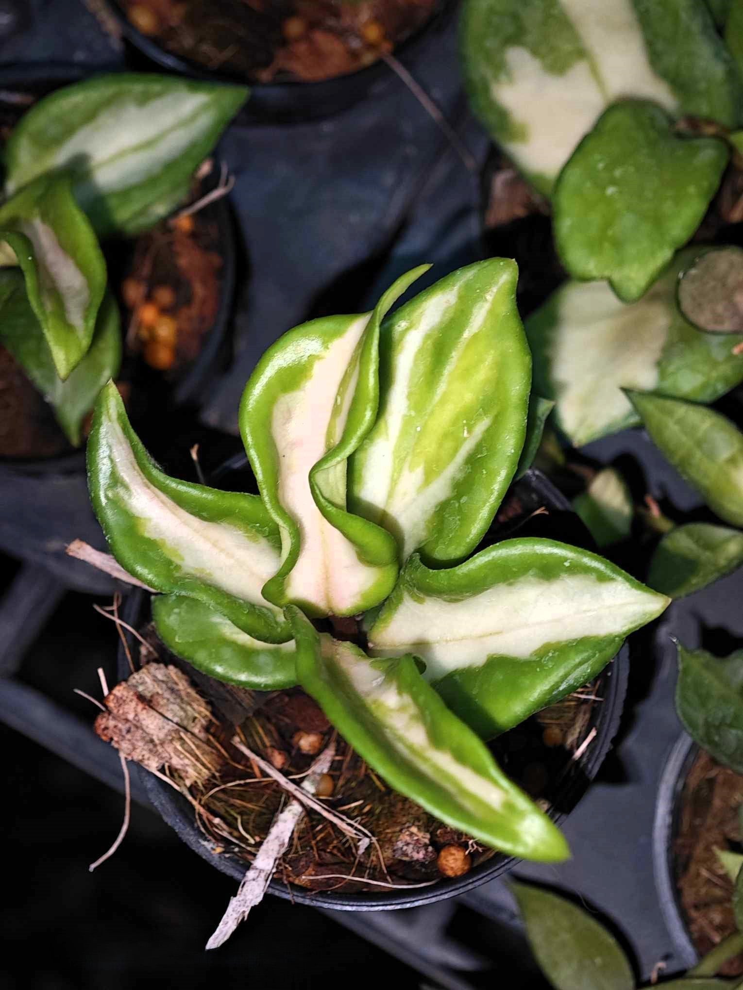philodendron hoya carmosa Hoya Carnosa Brazil – TerraFlora Global