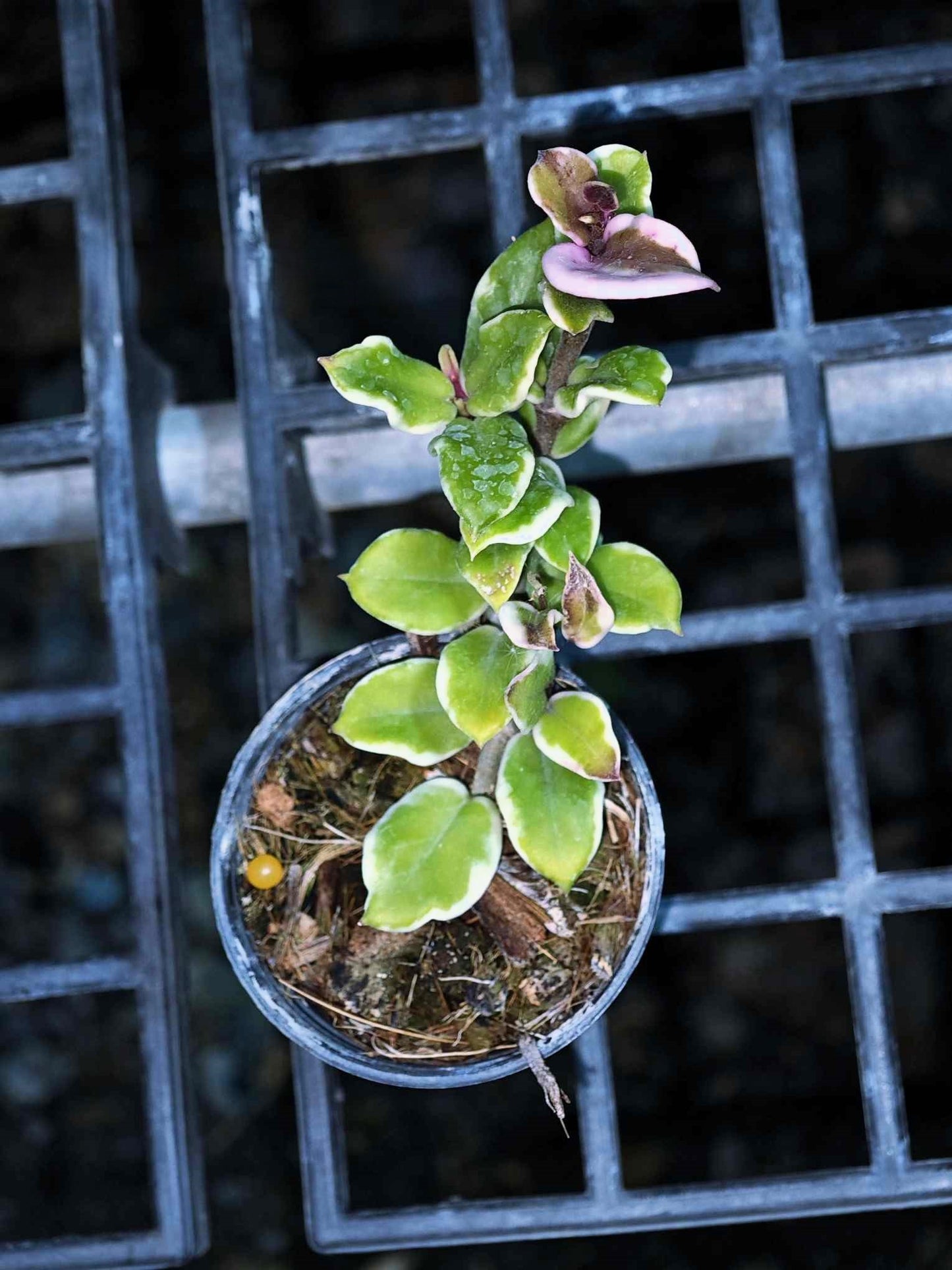 Hoya Carnosa Holiana, a houseplant in a pot with close-up views of its green leaves.