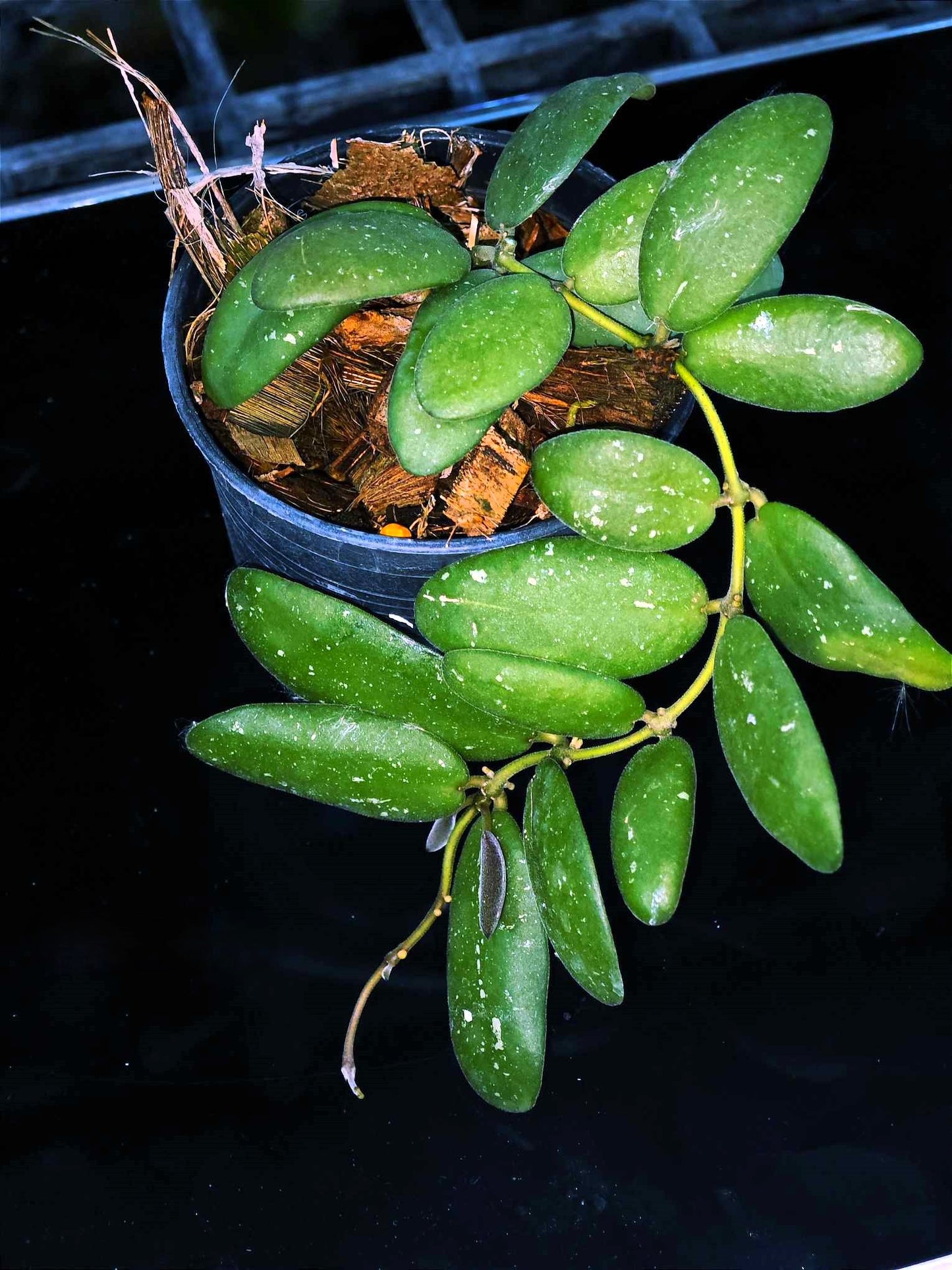 Alt text: Hoya GPS 7240 plant in a pot with close-up views of green leaves.