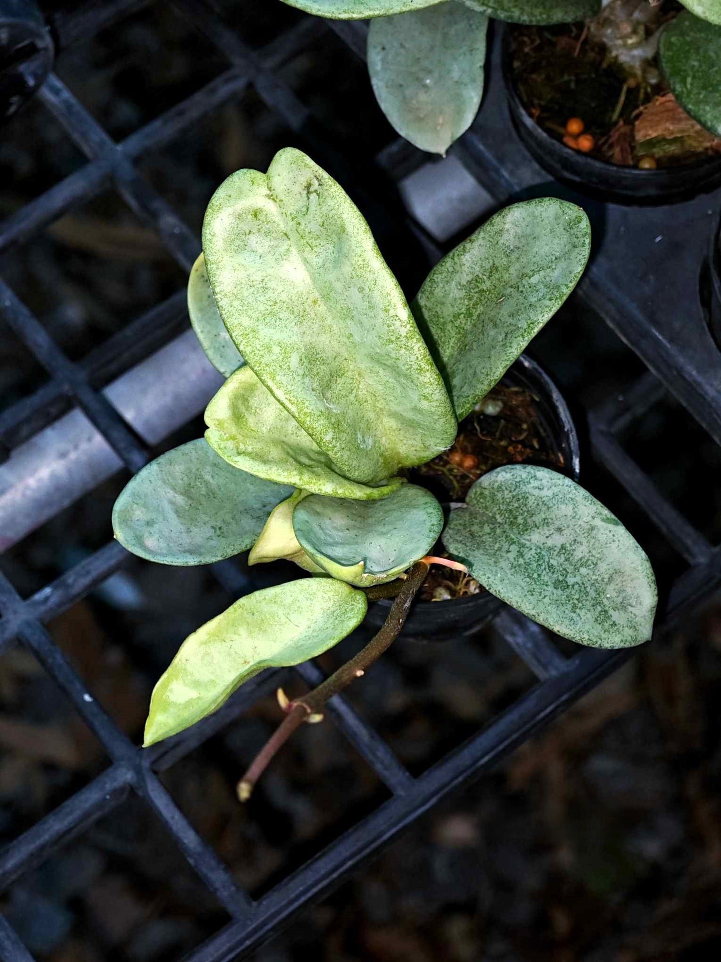 Hoya Nova Ghost plant in a pot, showcasing close-up views of its green leaves and unique pod features.