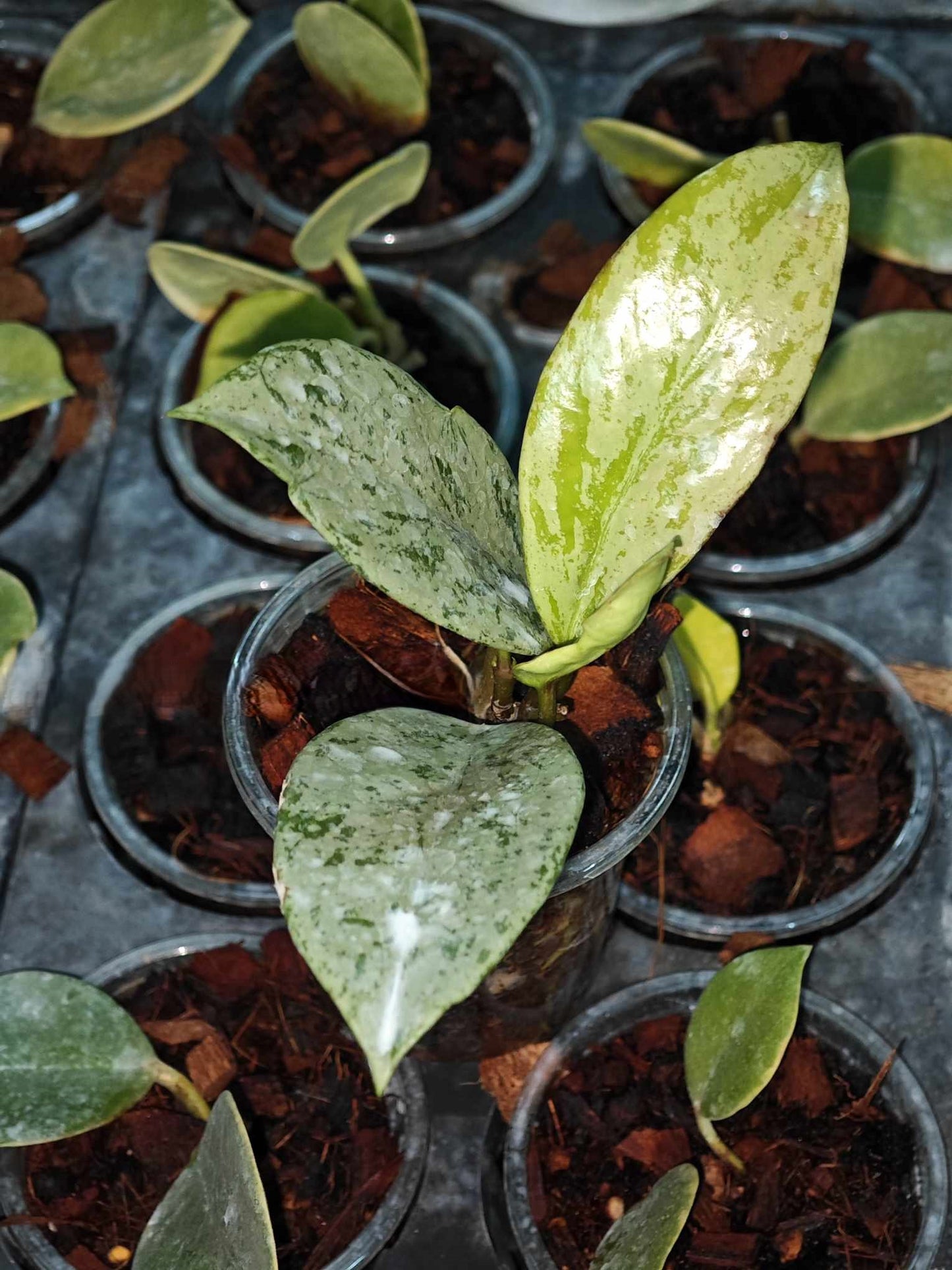 Hoya Pubicalyx Pink Ghost in a pot, showcasing its lush green leaves and healthy growth, representative of the plant size you will receive.