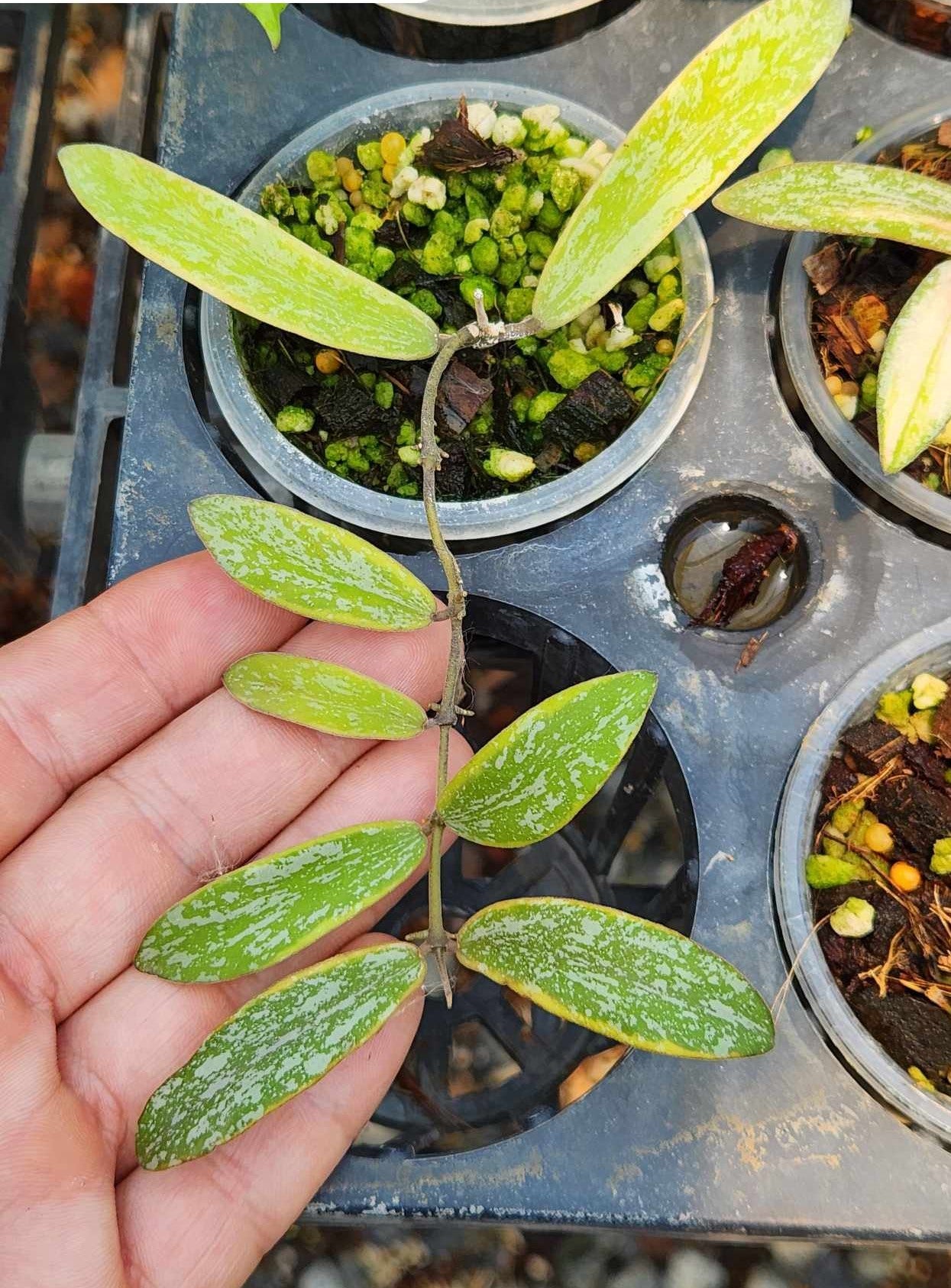 A hand holding a Hoya Sigillittis Albomarginata plant, showcasing its size and healthy, green leaves.
