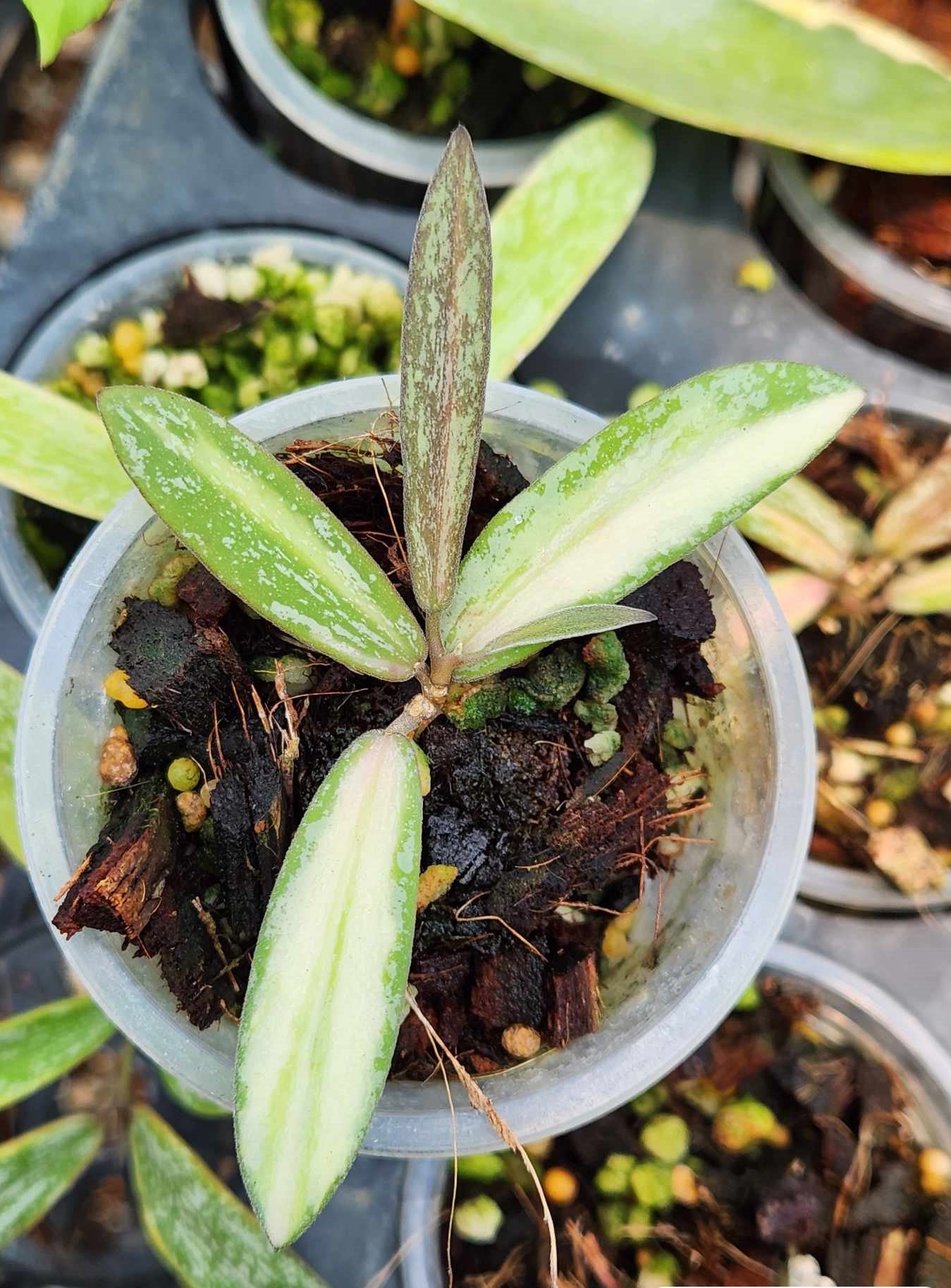 Hoya Sigillittis Variegated in a pot, showcasing its lush foliage and intricate leaf patterns.