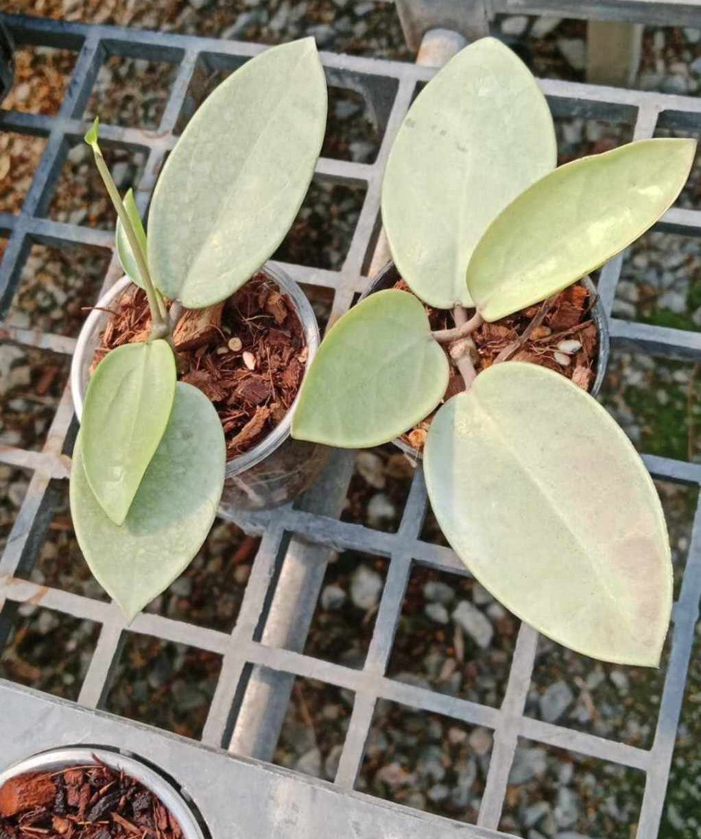 Alt text: Potted Hoya Silver Dollar plants with distinctive leaves on a metal grate, showcasing the typical size you can expect to receive.