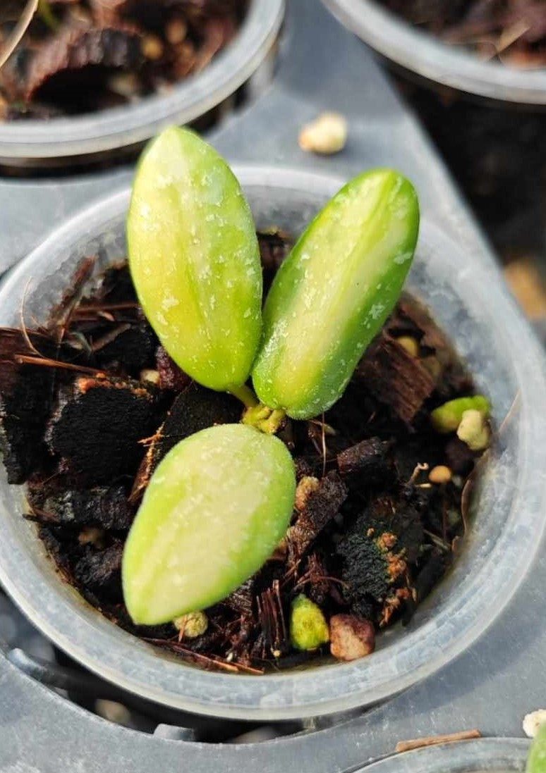 A Hoya VL9 Variegated plant in a pot, showcasing its lush, variegated leaves. The image represents the typical size of the plant you will receive.