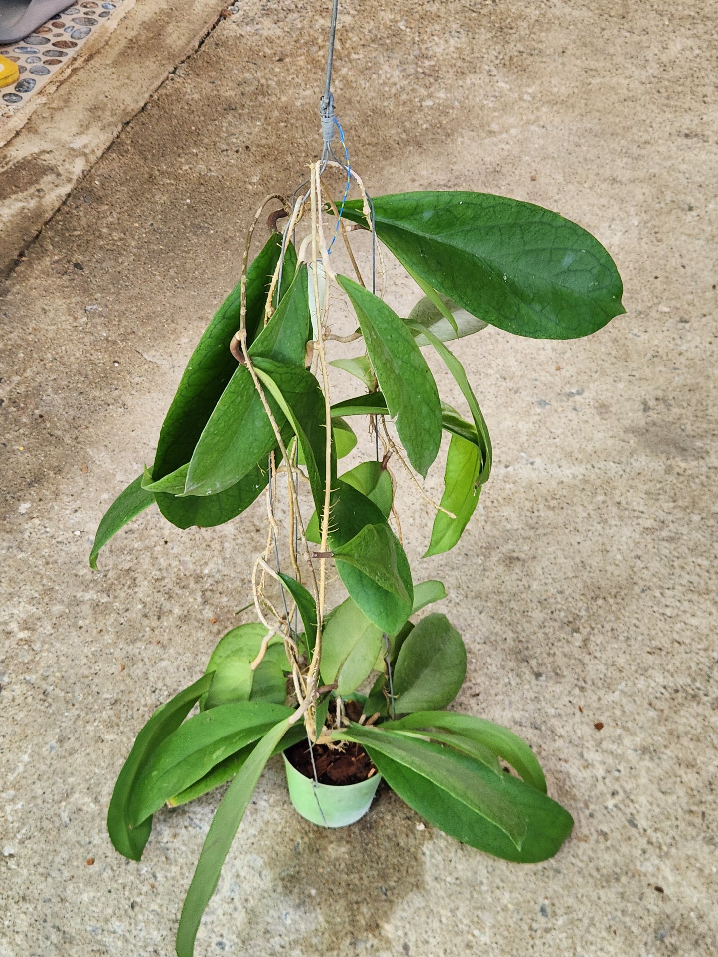 Hoya AH Udroiu in a pot, showcasing lush green leaves characteristic of this rare, variegated aroid, perfect for houseplant enthusiasts.