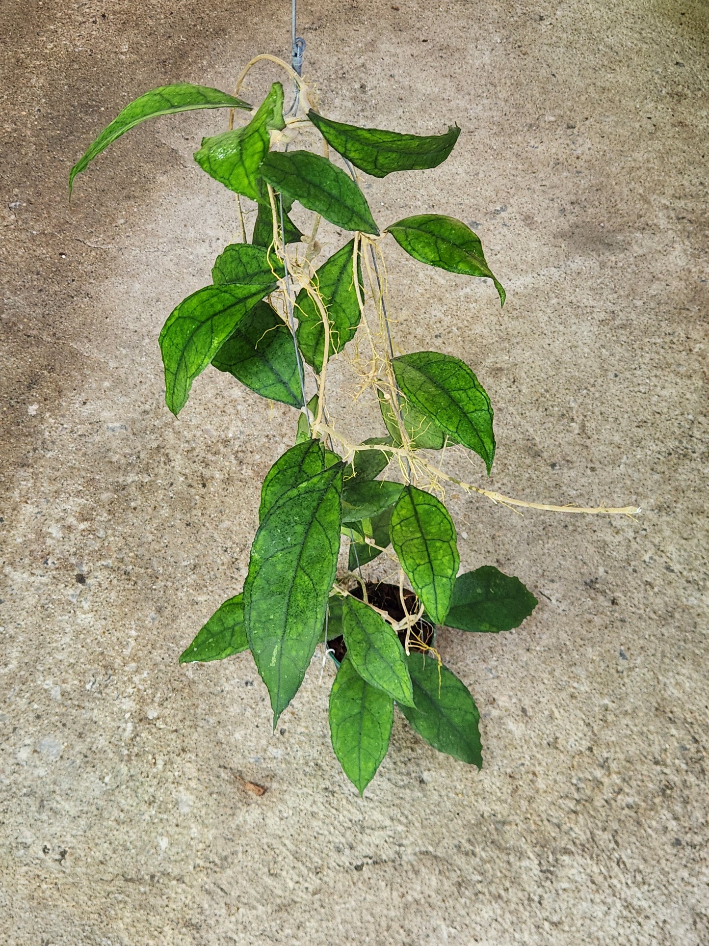Hoya AH Zeno plant with distinct green leaves emerging through ground, showcasing rare foliage for collectors seeking variegated aroids. Message for pricelist.