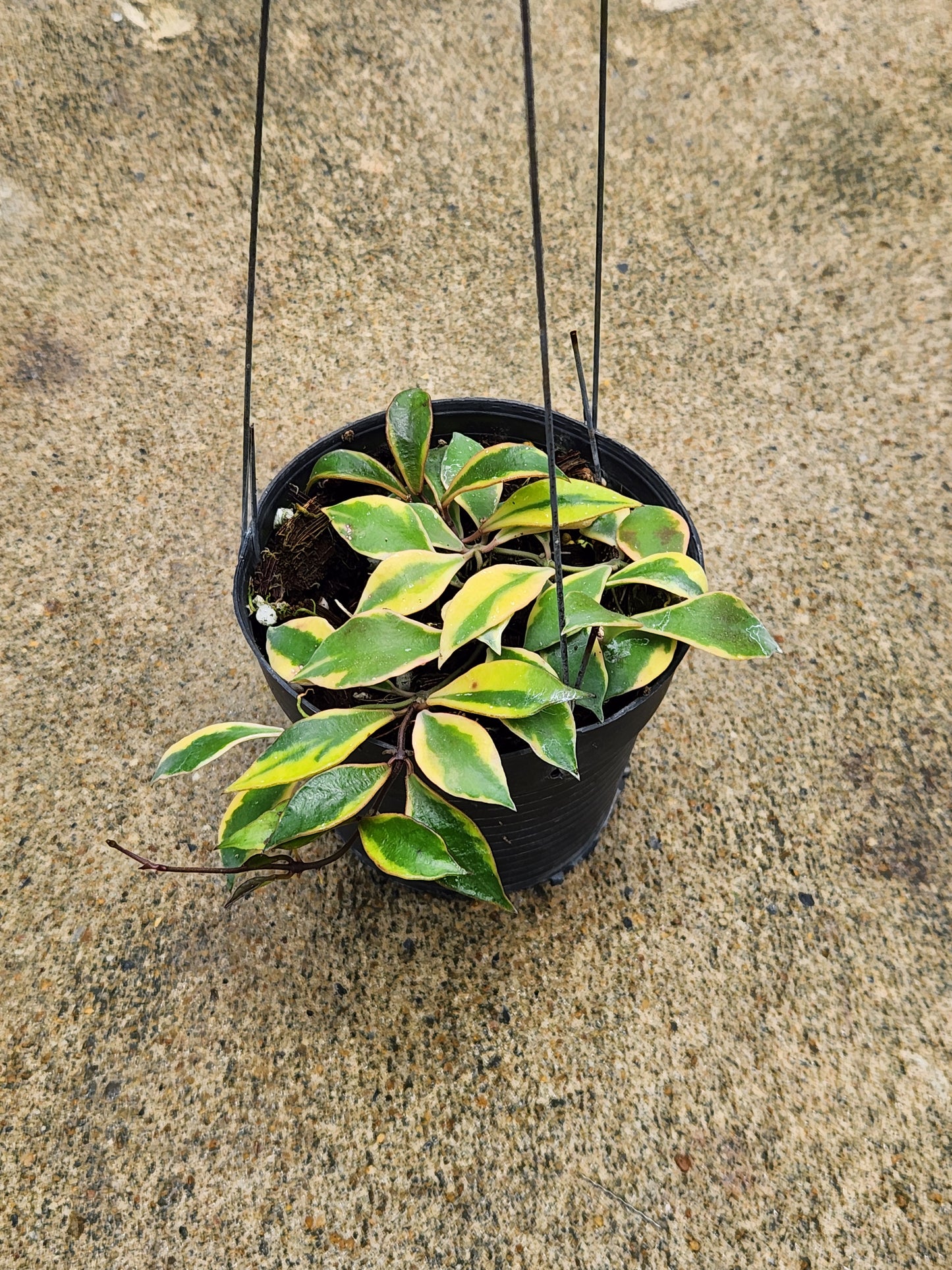Variegated Hoya Bakoensis plant in a decorative pot, showcasing distinctive leaf patterns, ideal for rare houseplant collectors.
