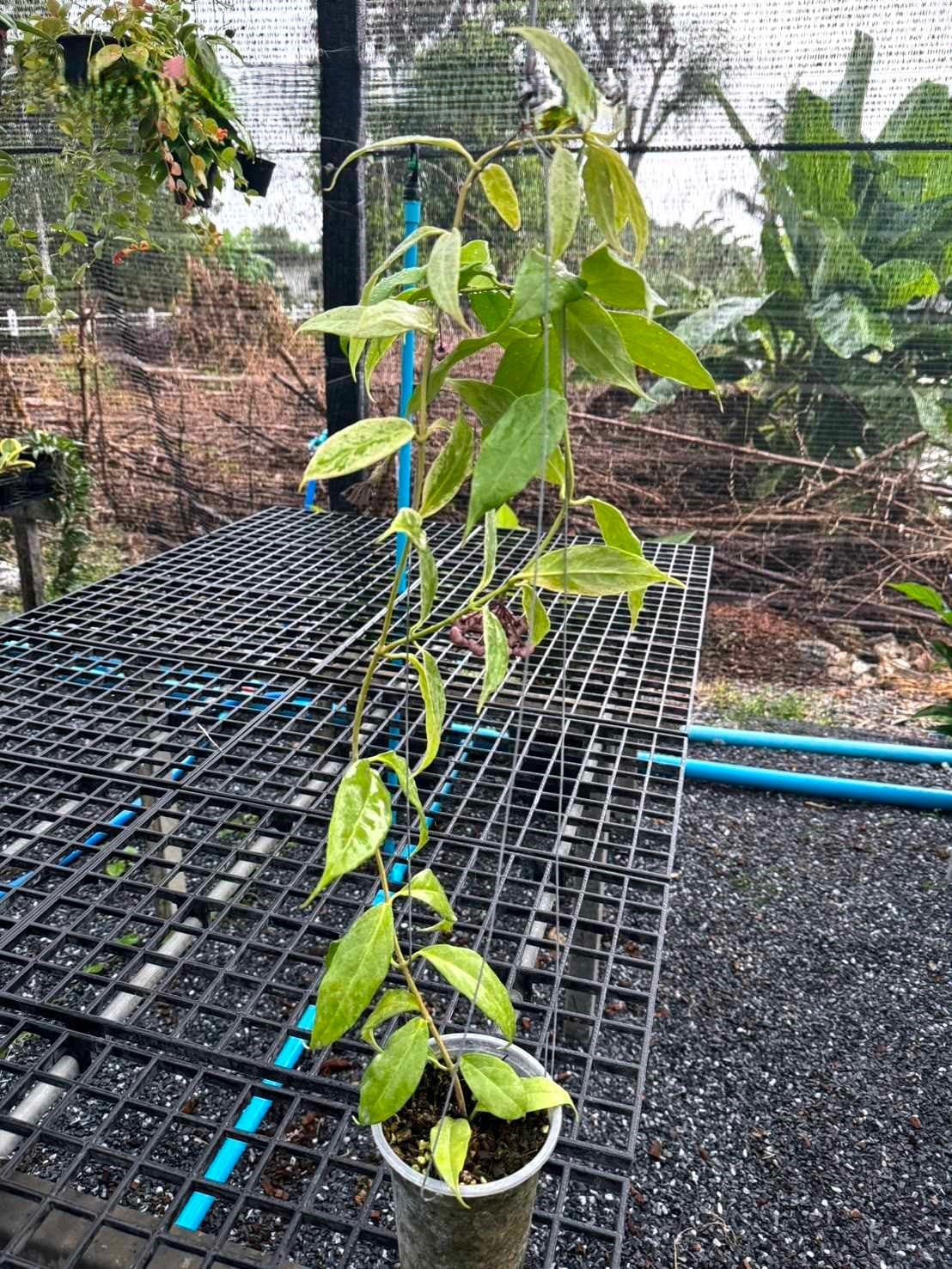 Hoya Buotii Albomarginata Splash plant in a pot resting on a metal grid, showcasing its unique variegated foliage and vibrant leaf patterns.